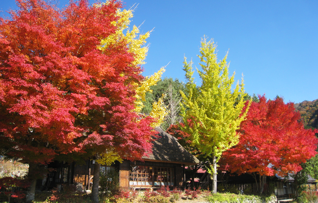 富士山探索之旅-新倉山淺間公園·天梯小鎮·忍野八海·河口湖大石公園·西湖療愈里根場一日遊
