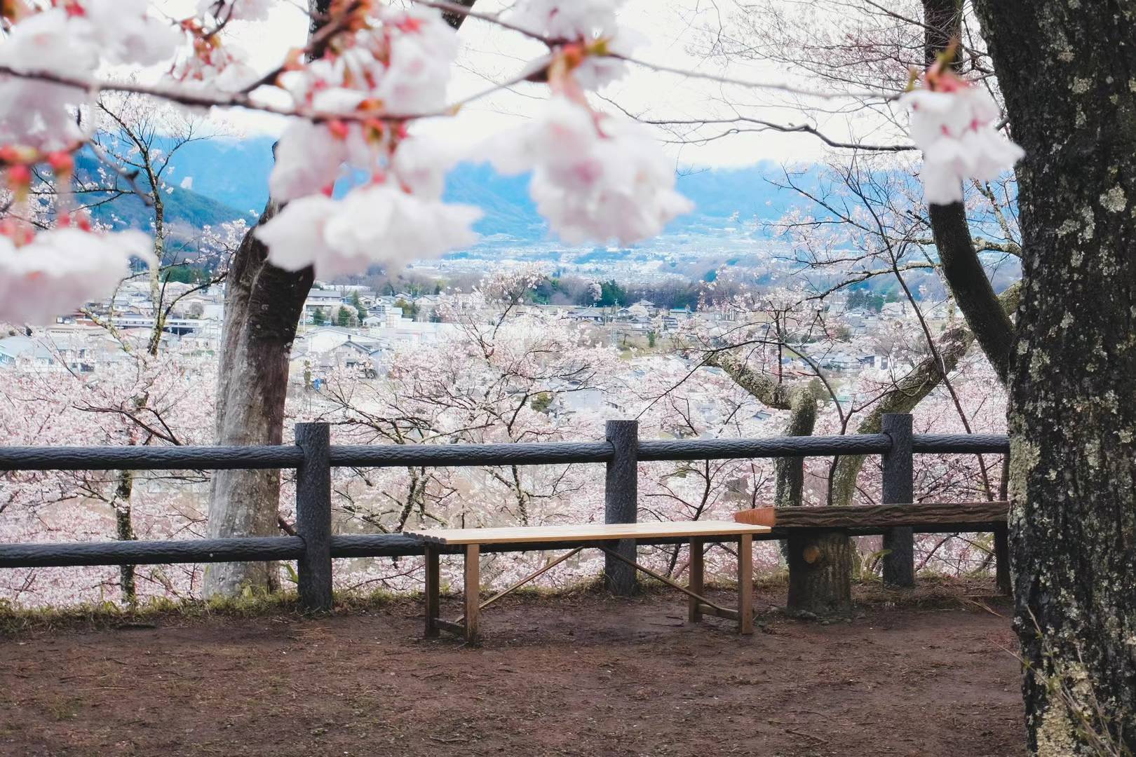 高遠城址公園 & 恵那峽谷賞櫻之旅（名古屋出發）