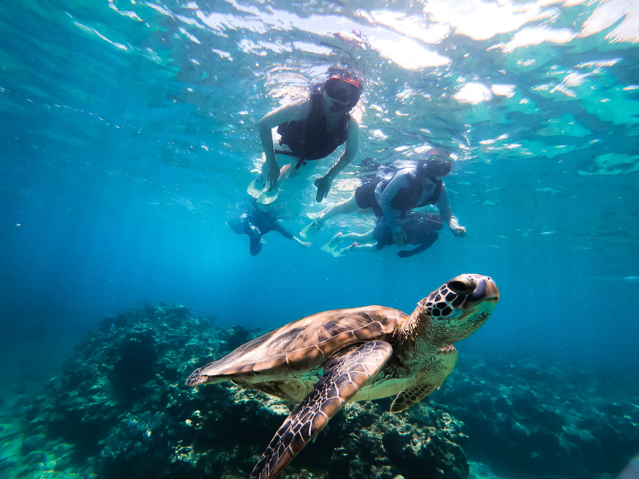 Sea Turtle Snorkel & Blue Cave Exploration 3-Hour Tour! 《Free Pick-up! Free GoPro Photo Data》