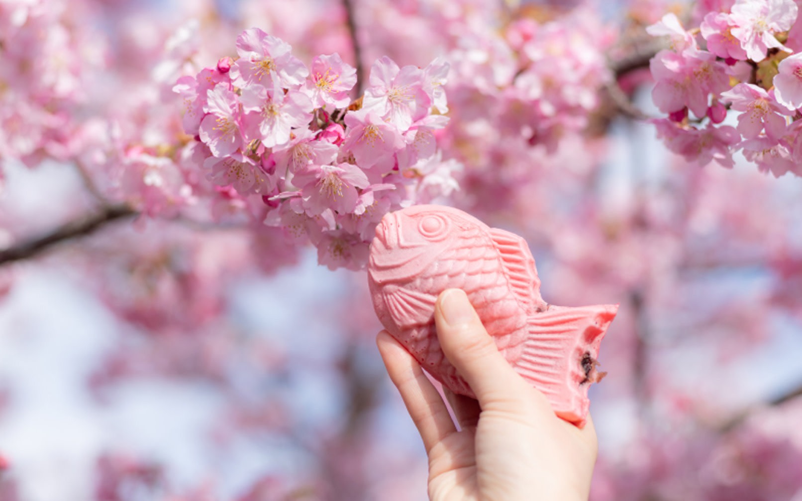 Kawazu Cherry Blossom Festival & Mt. Omuro Ropeway Day Trip