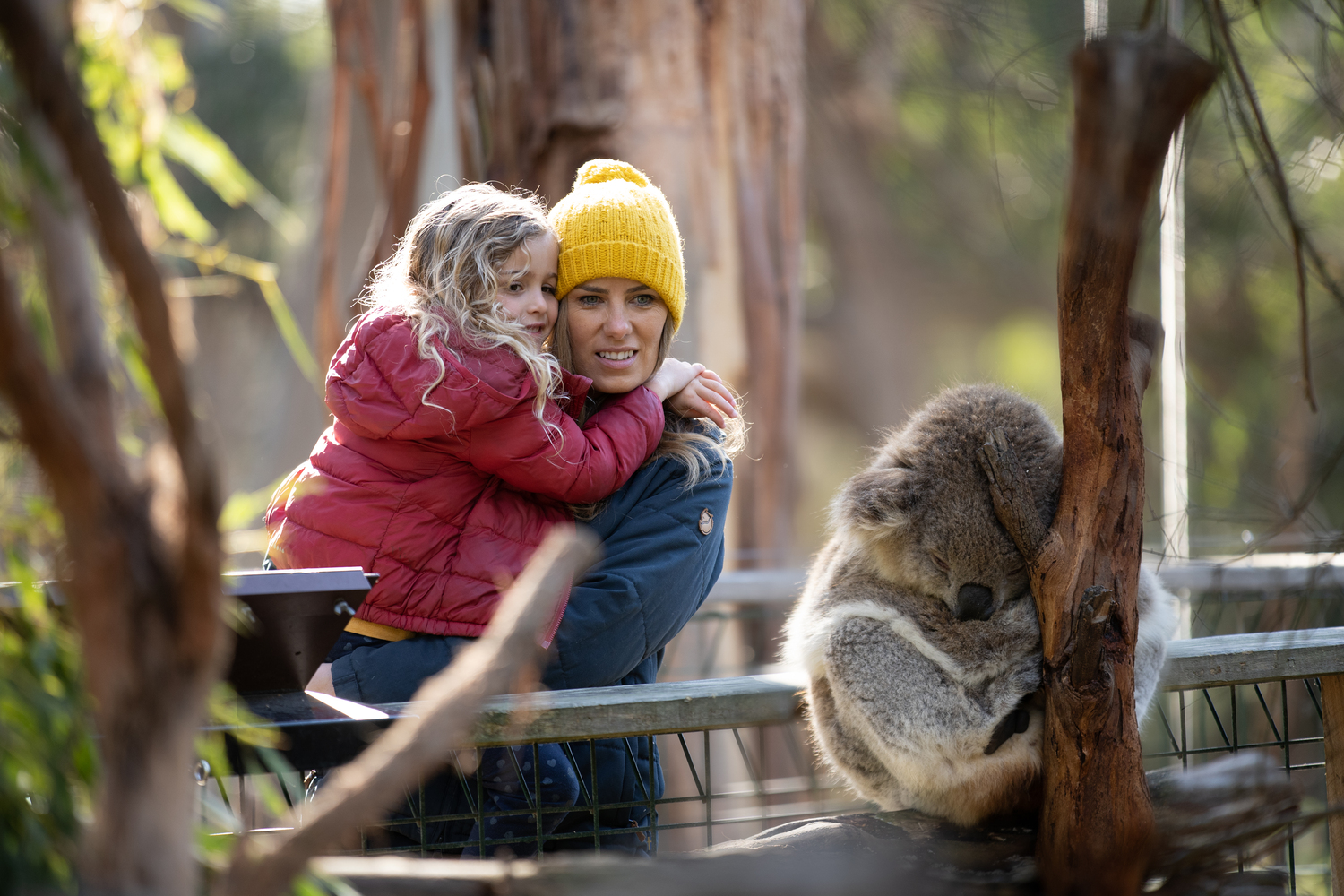 1 Day Phillip Island Penguins Wildlife Adventure Tour