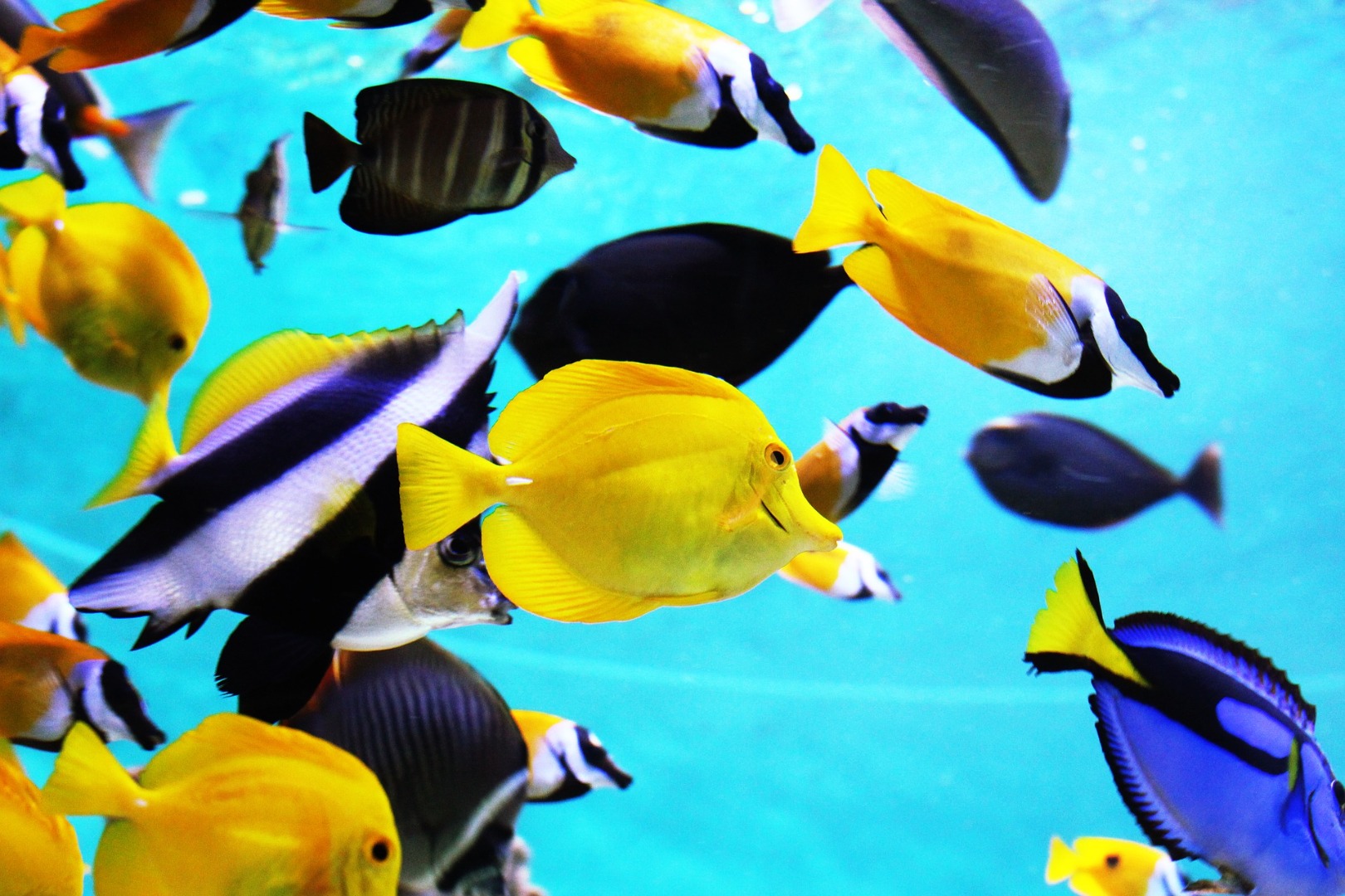 巴黎水族館門票