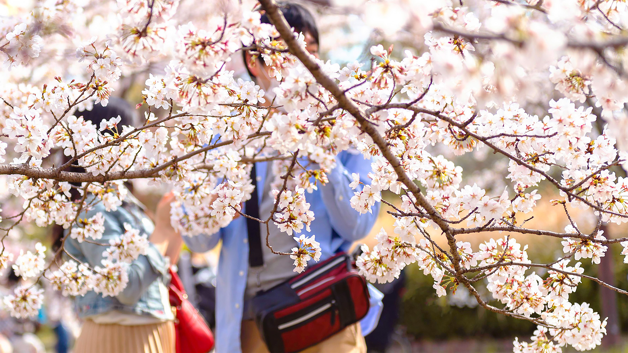 🌸📷 櫻花亮點! 🌸📷 櫻花亮點!