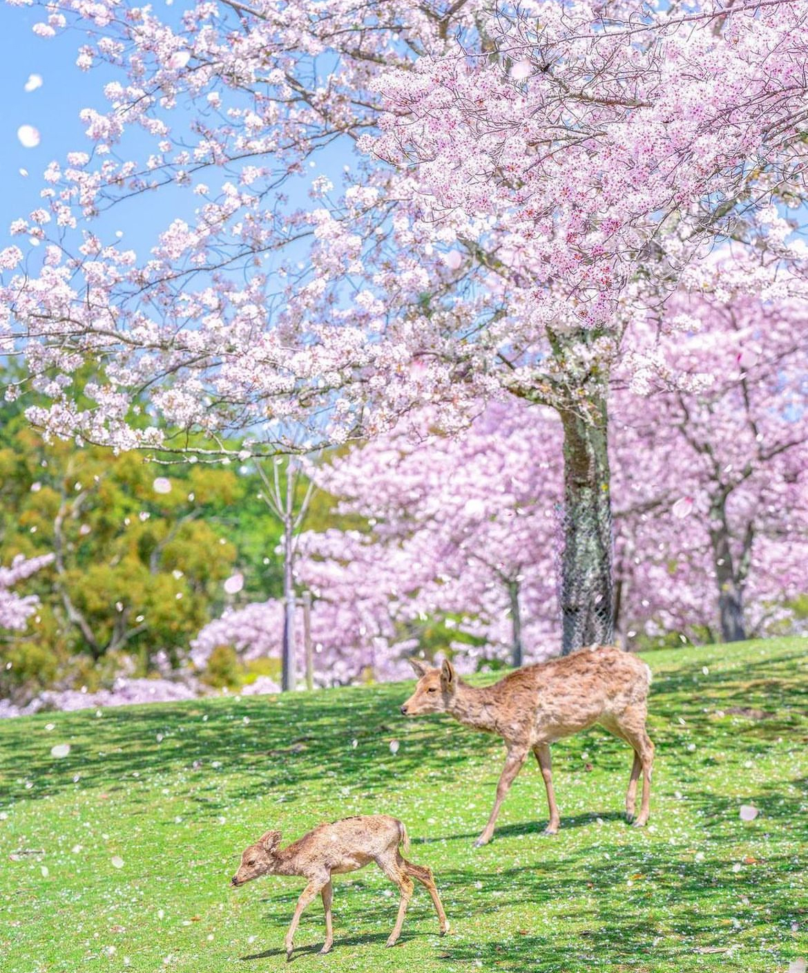 【京都&奈良&宇治一日遊】奈良公園萌鹿&伏見稻荷大社千本鳥居&世界文化遺產東大寺&平等院&宇治抹茶美食街&宇治川&宇治公園&朝霧橋一日遊