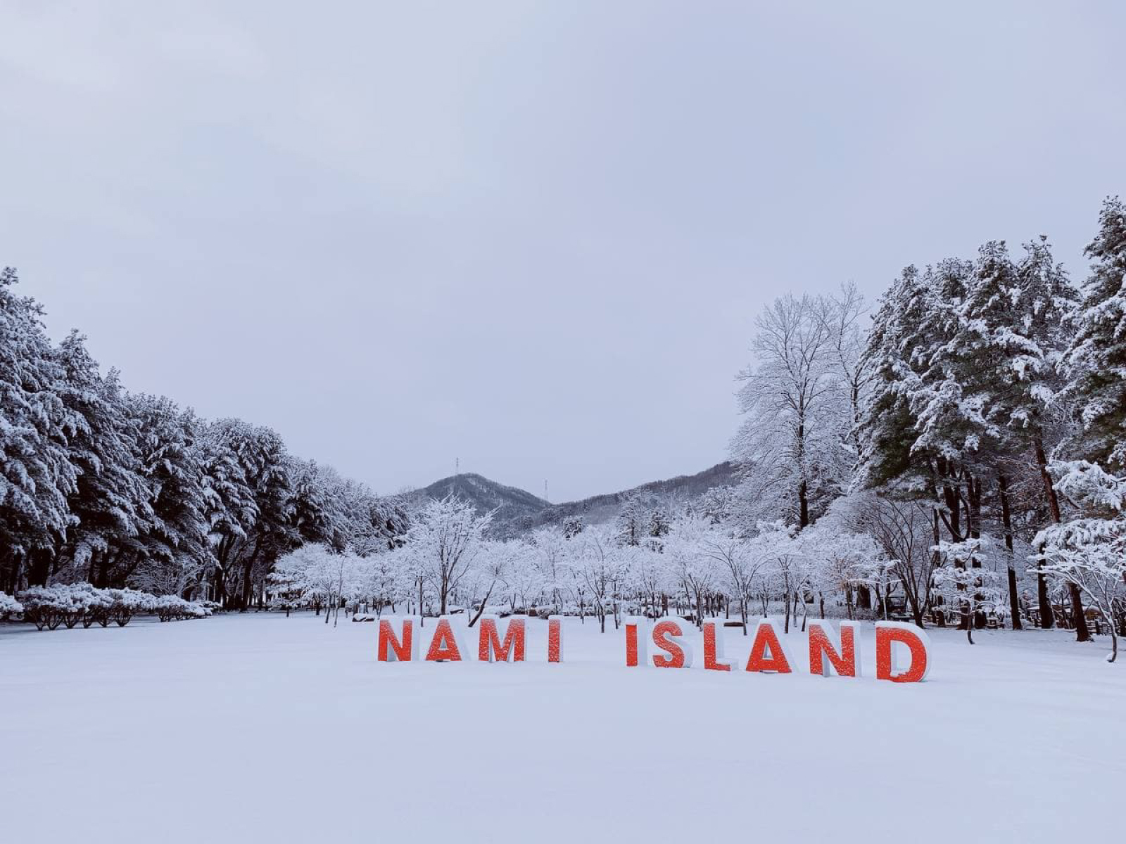 漫步在南怡島標誌性的水杉巷,隨手一拍很出片 漫步在南怡島標誌性的水杉巷,隨手一拍很出片