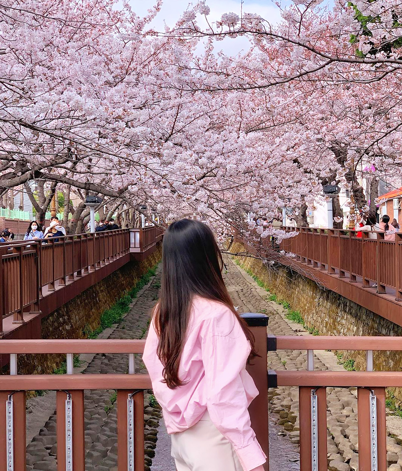 鎮海粉色櫻花節最棒的體驗之一,就是漫步在著名的余佐川,欣賞櫻花垂懸於水面之上,構成如夢似幻的絕美景緻。🌸🌊 鎮海粉色櫻花節最棒的體驗之一,就是漫步在著名的余佐川,欣賞櫻花垂懸於水面之上,構成如夢似幻的絕美景緻。🌸🌊