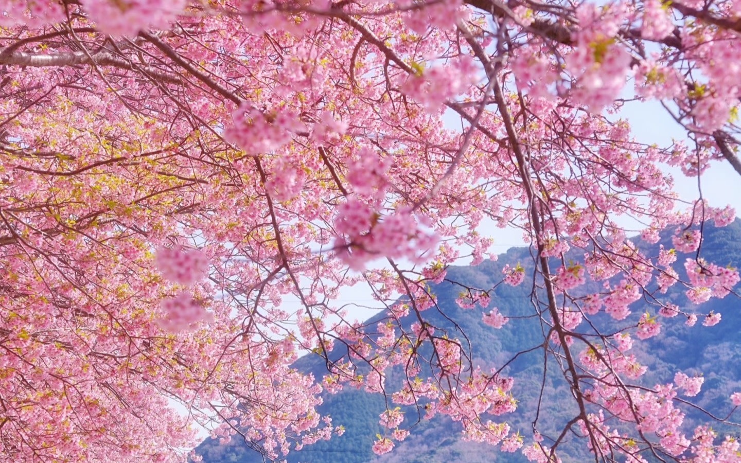 [Departure from Tokyo] Eastern Izu and Southern Izu Two-Day Small Group Tour (Enjoy the essence of Izu, seasonal limited + the stunning coastline of Southern Izu)