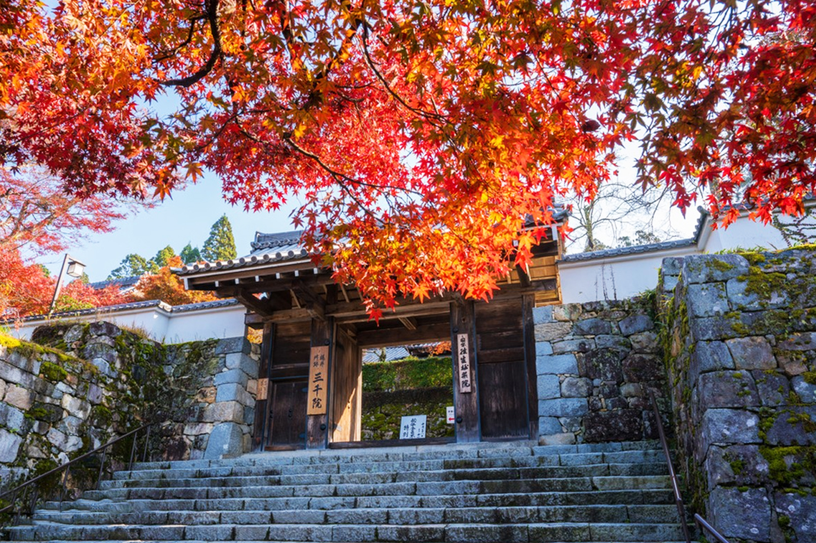 京都嵐山＆嵯峨野小火車 (自費體驗) ＆三千院一日遊丨大阪/京都出發