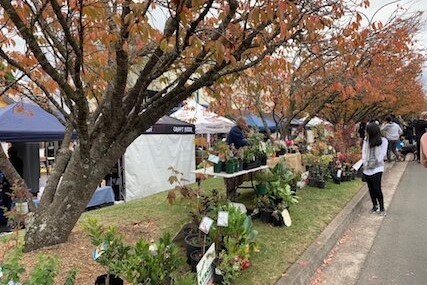 Leura, a charming village nestled amidst the natural splendor of the Blue Mountains