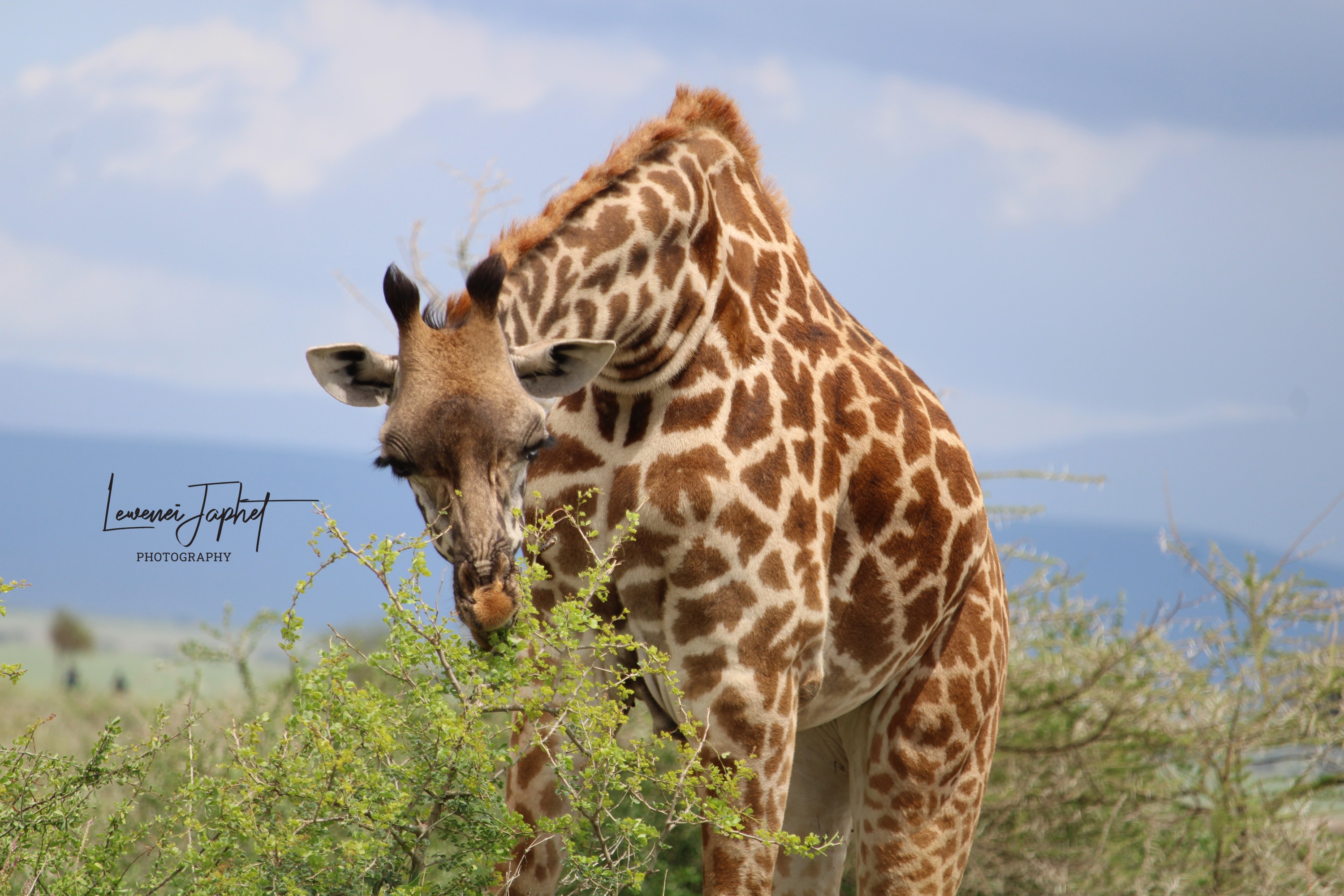 4 Day Masai Mara and Lake Nakuru National Park Group Safari