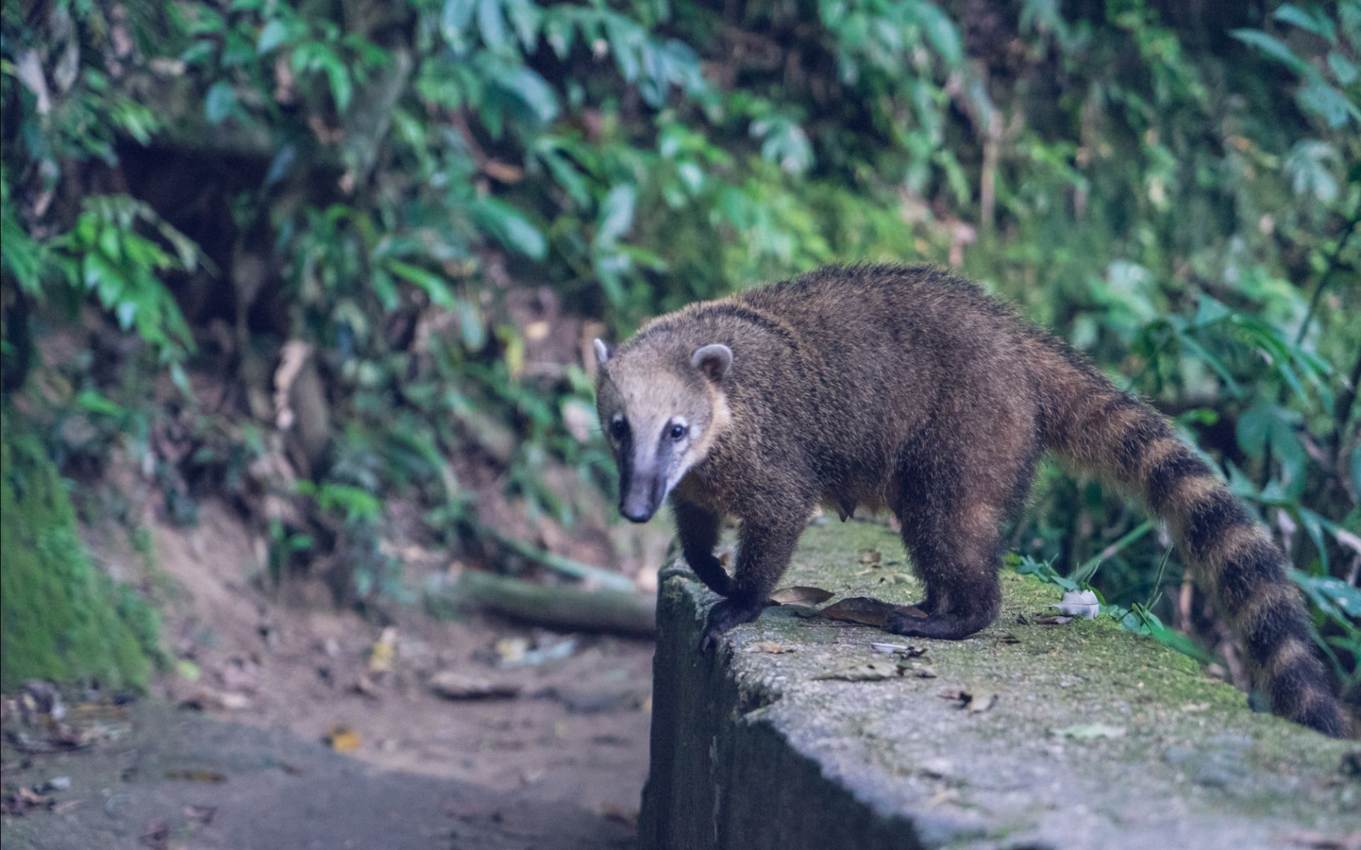 探索雨林小徑時，請留意活潑可愛的南美浣熊。