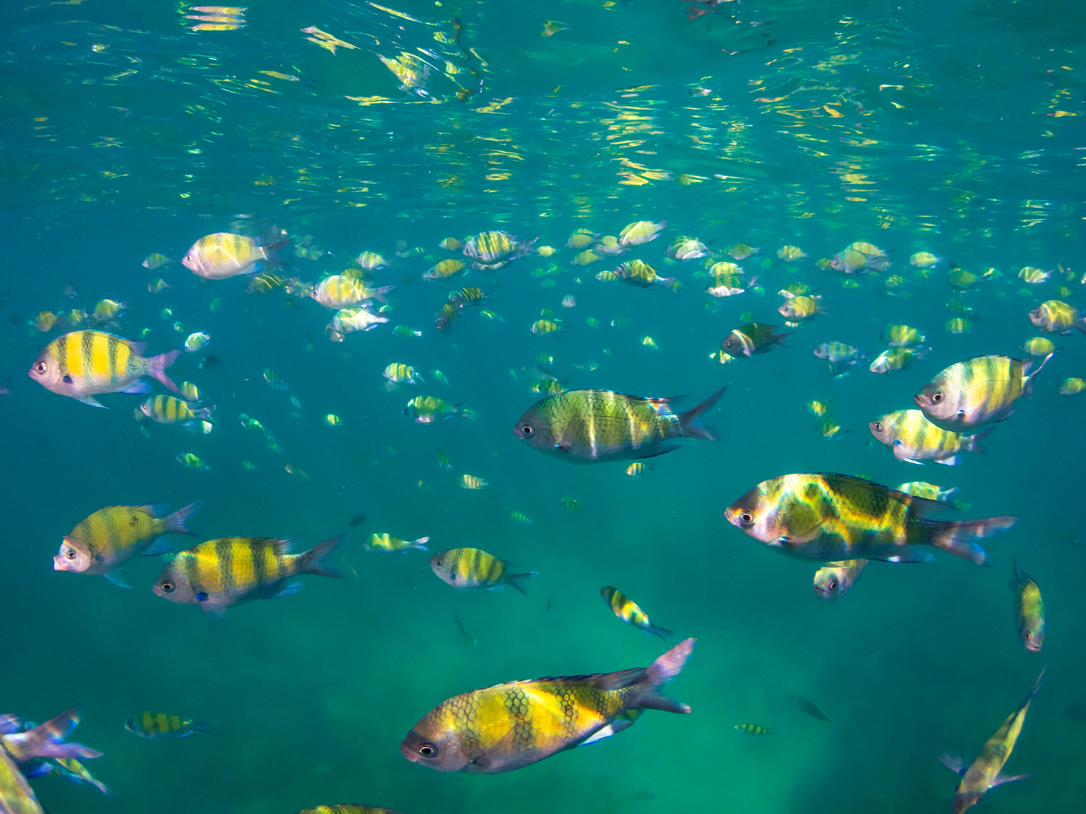 在清澈湛藍的海水中，與五顏六色的魚和珊瑚一同浮潛