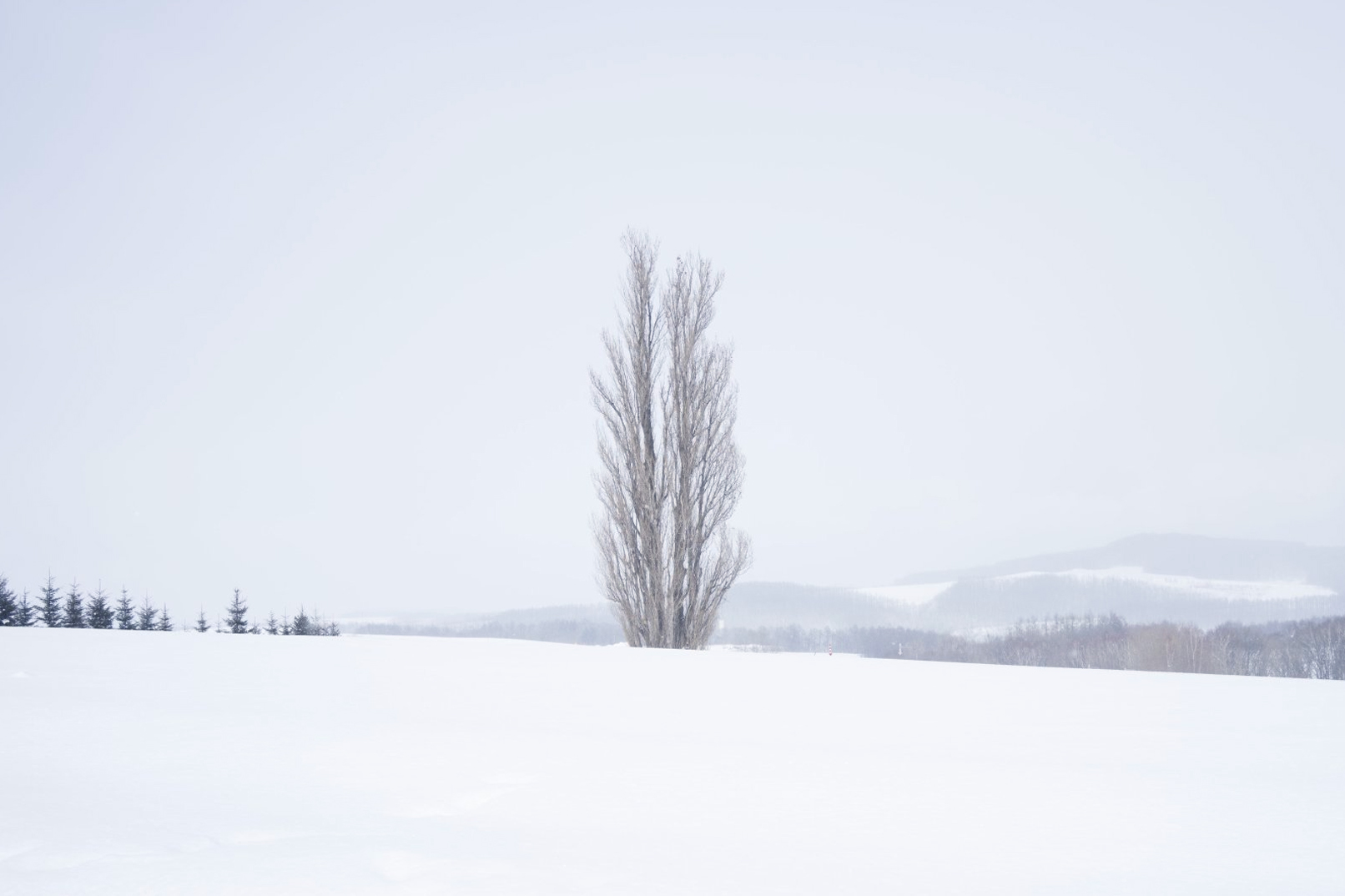 (車覽)Ken&Marry:Ins爆款樹,一棵樹也能拍出“孤獨美學”! (車覽)Ken&Marry:Ins爆款樹,一棵樹也能拍出“孤獨美學”!