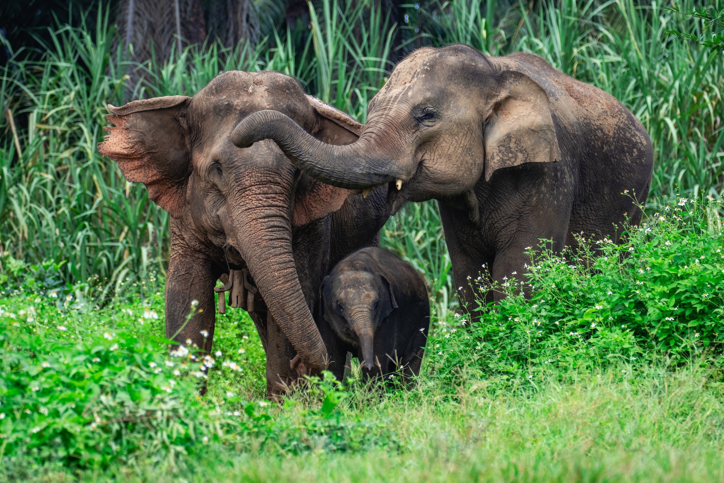 Krabi Elephant House Sanctuary Experience