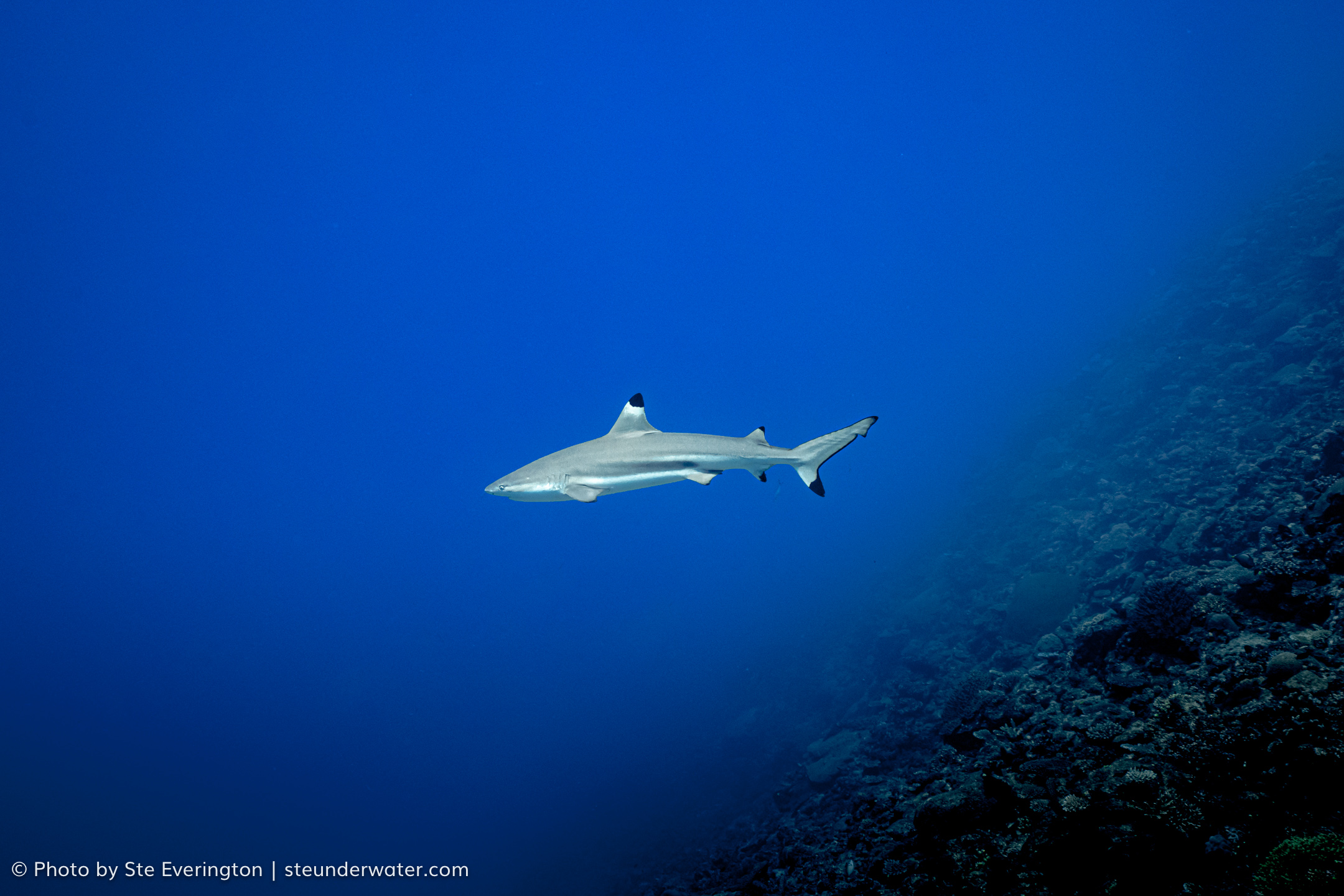 2 Tank Dive to Supermarket with PADI 5 Star Dive Resort