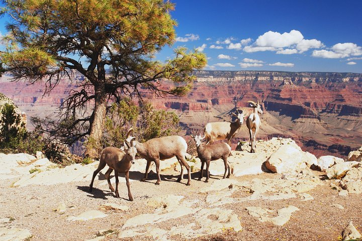 Capture unforgettable moments at the iconic South Rim lookouts