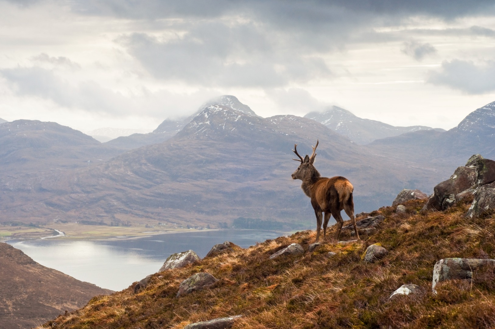 a donkey on a hill looking at the mountains