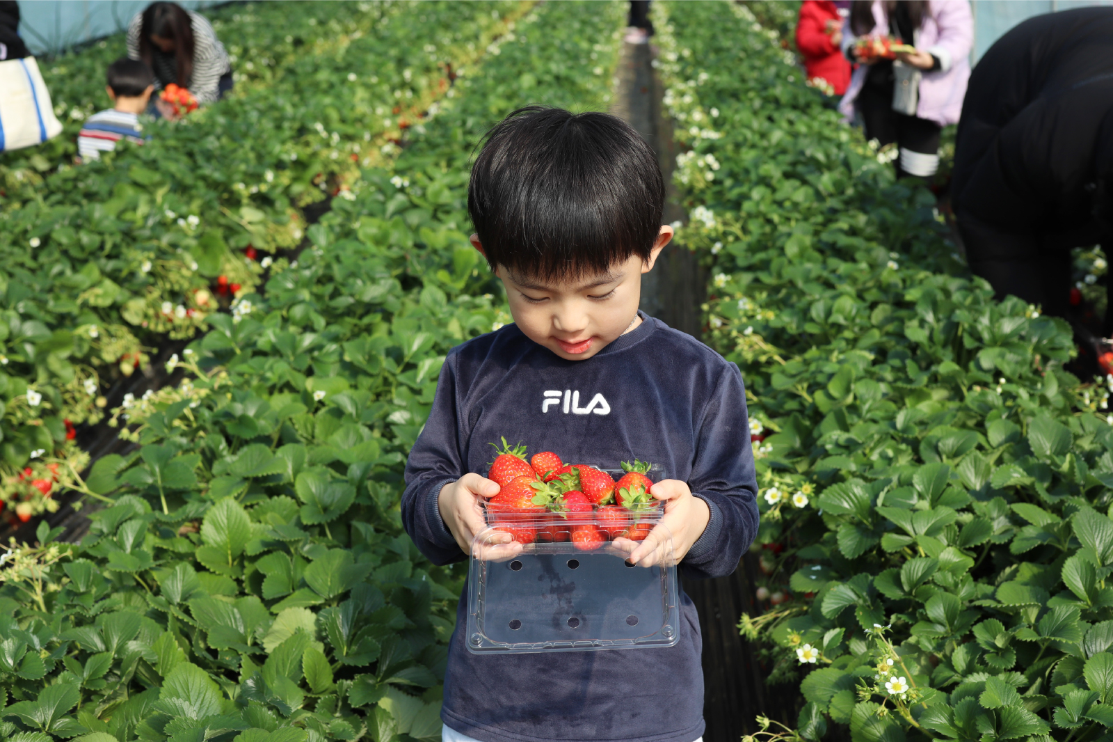 在草莓採摘農場，親手挑選新鮮草莓，品嚐當季最甜美的果實，享受親自採摘的樂趣。