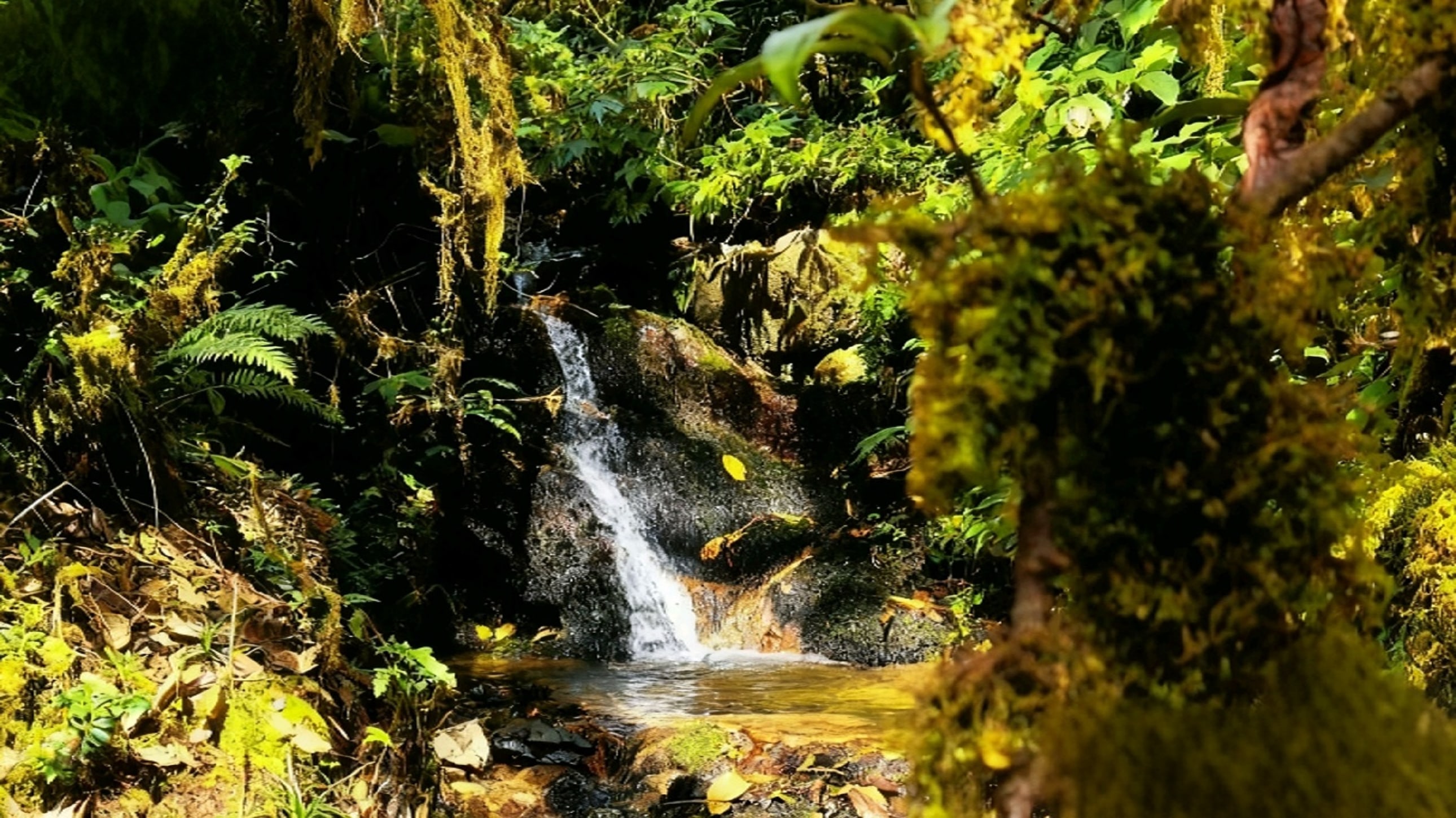 密的叢林裡,一道細流從佈滿青苔的岩石上緩緩跌落,濺起細碎的水花。四周藤蔓纏繞、蕨類叢生,陽光透過葉隙灑下,給這片綠意盎然的秘境鍍上了一層柔和的金輝 密的叢林裡,一道細流從佈滿青苔的岩石上緩緩跌落,濺起細碎的水花。四周藤蔓纏繞、蕨類叢生,陽光透過葉隙灑下,給這片綠意盎然的秘境鍍上了一層柔和的金輝