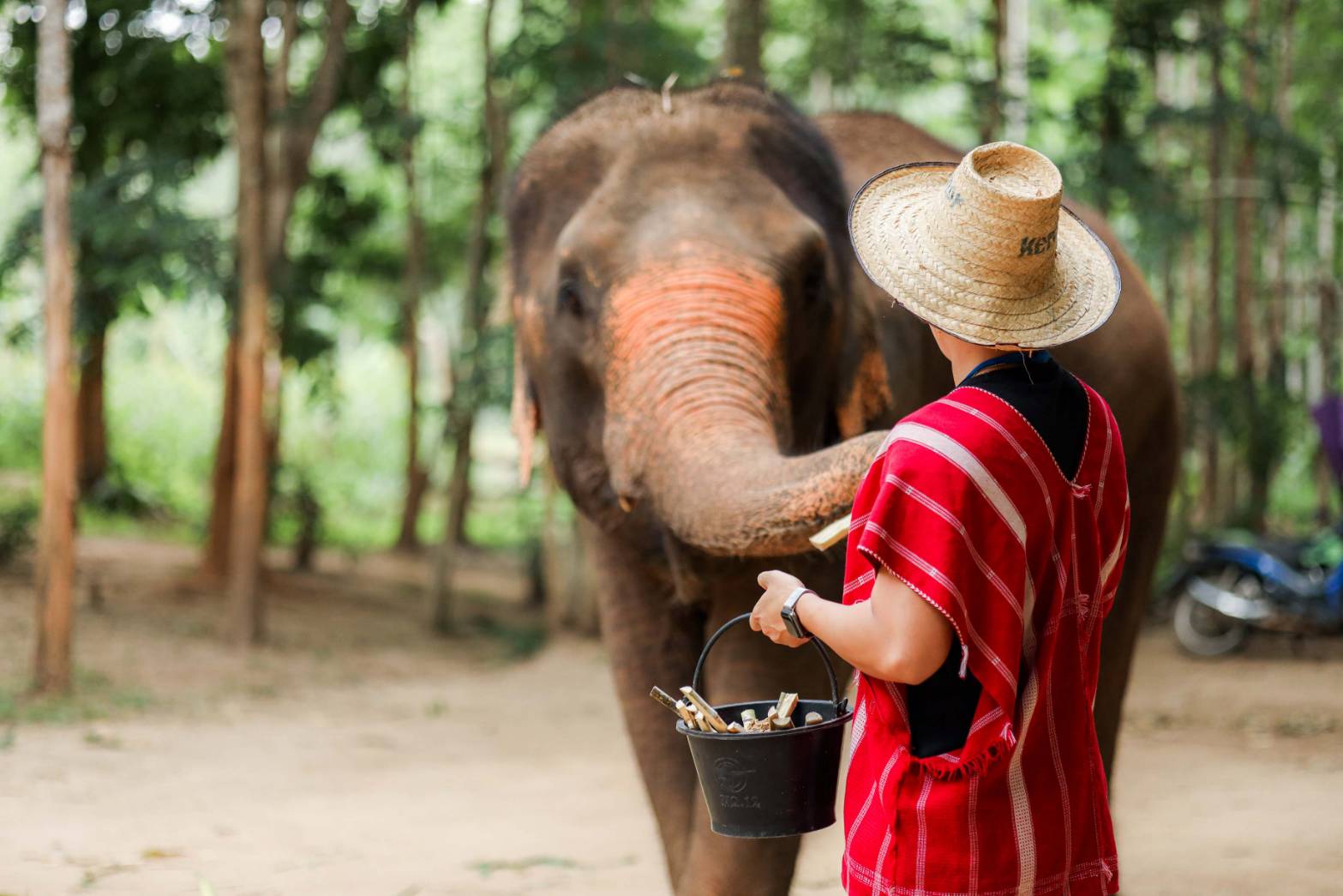 瞭解保護區的象群，並學習如何照料這些充滿感情的哺乳動物