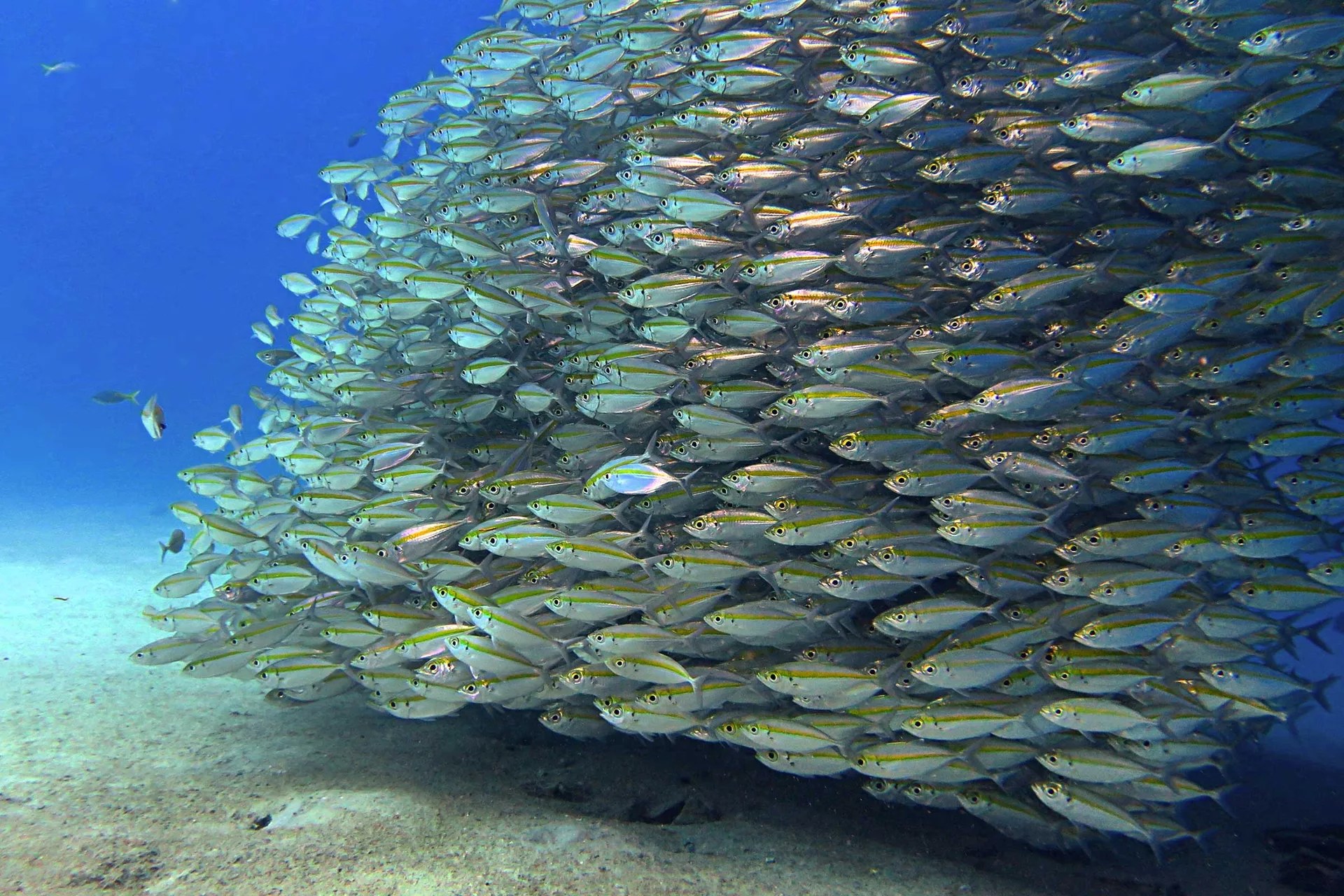 Enriched Air Diver in Tioman with PADI 5 Star IDC