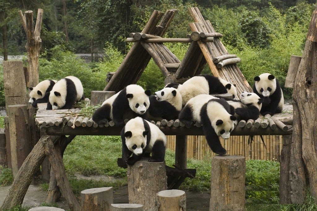 5-Day Tour in Jiuzhaigou, Sichuan (Jiuzhaigou + Huanglong + Siguniang Mountain + Emei Mountain + Leshan Giant Buddha + Dujiangyan/Panda Paradise + Night Tour of Nanqiao)