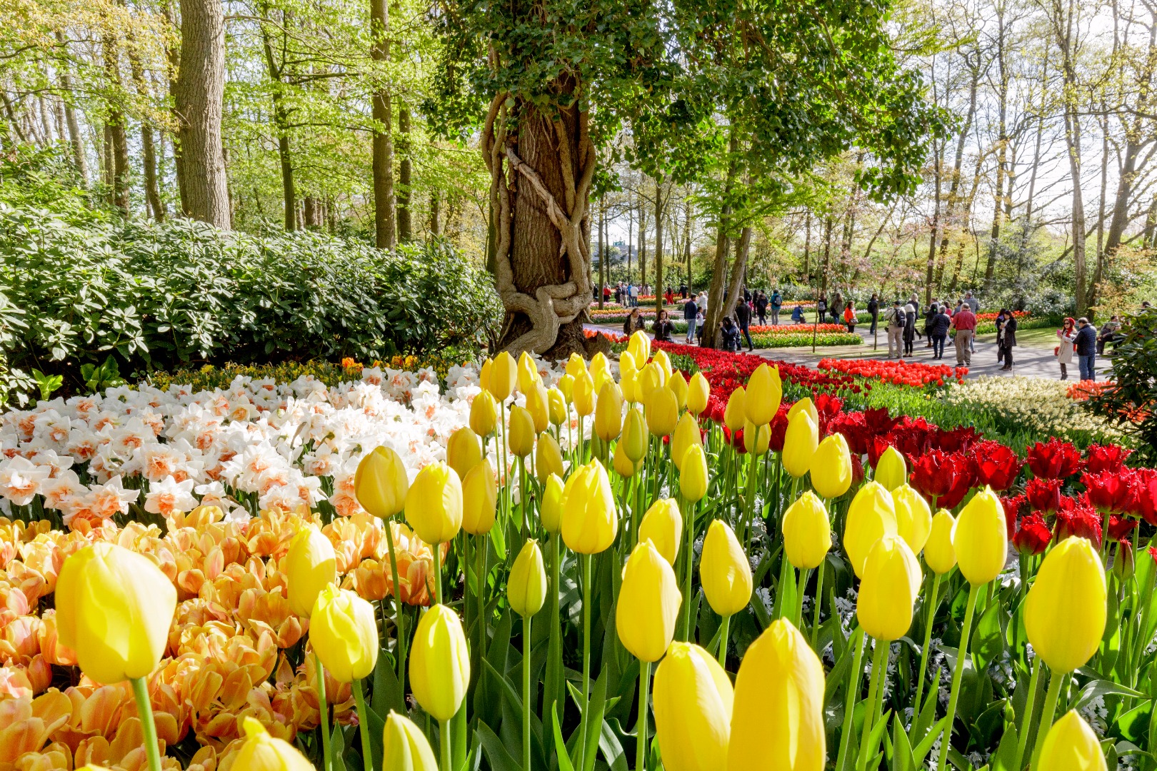 Keukenhof Gardens and Zaanse Schans Day Tour from Amsterdam