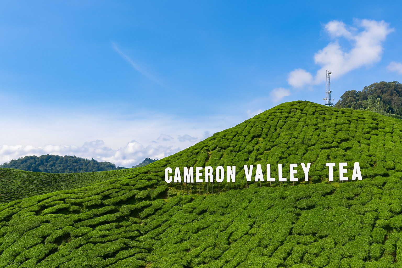 Cameron Highlands Flora Park & Tea House Full-Day Cultural Experience