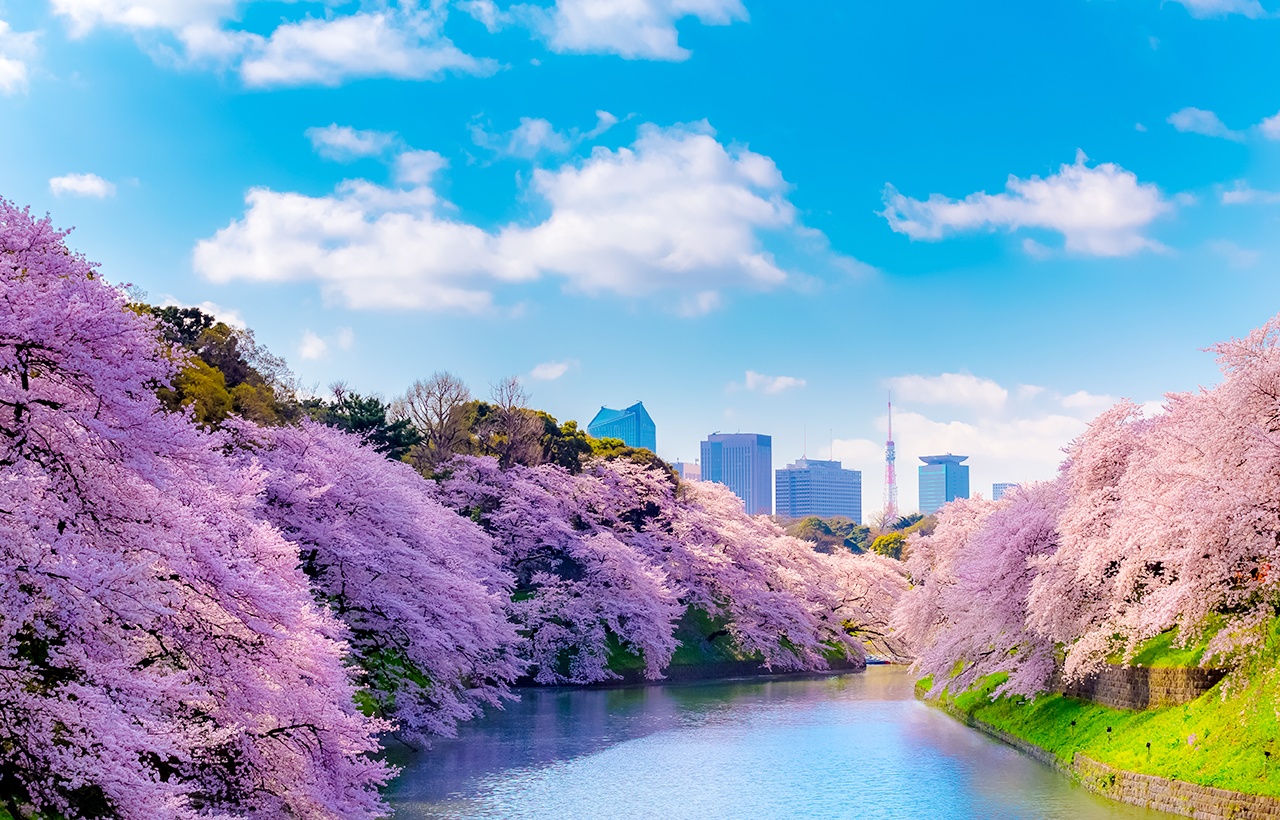 Cherry blossoms bloom on both sides of the Chidorigafuchi moat, with a sea of pink flowers extending along the water, reflecting in the blue waves, and set against the distant urban skyline, presenting Tokyo's most representative cherry blossom viewing sc