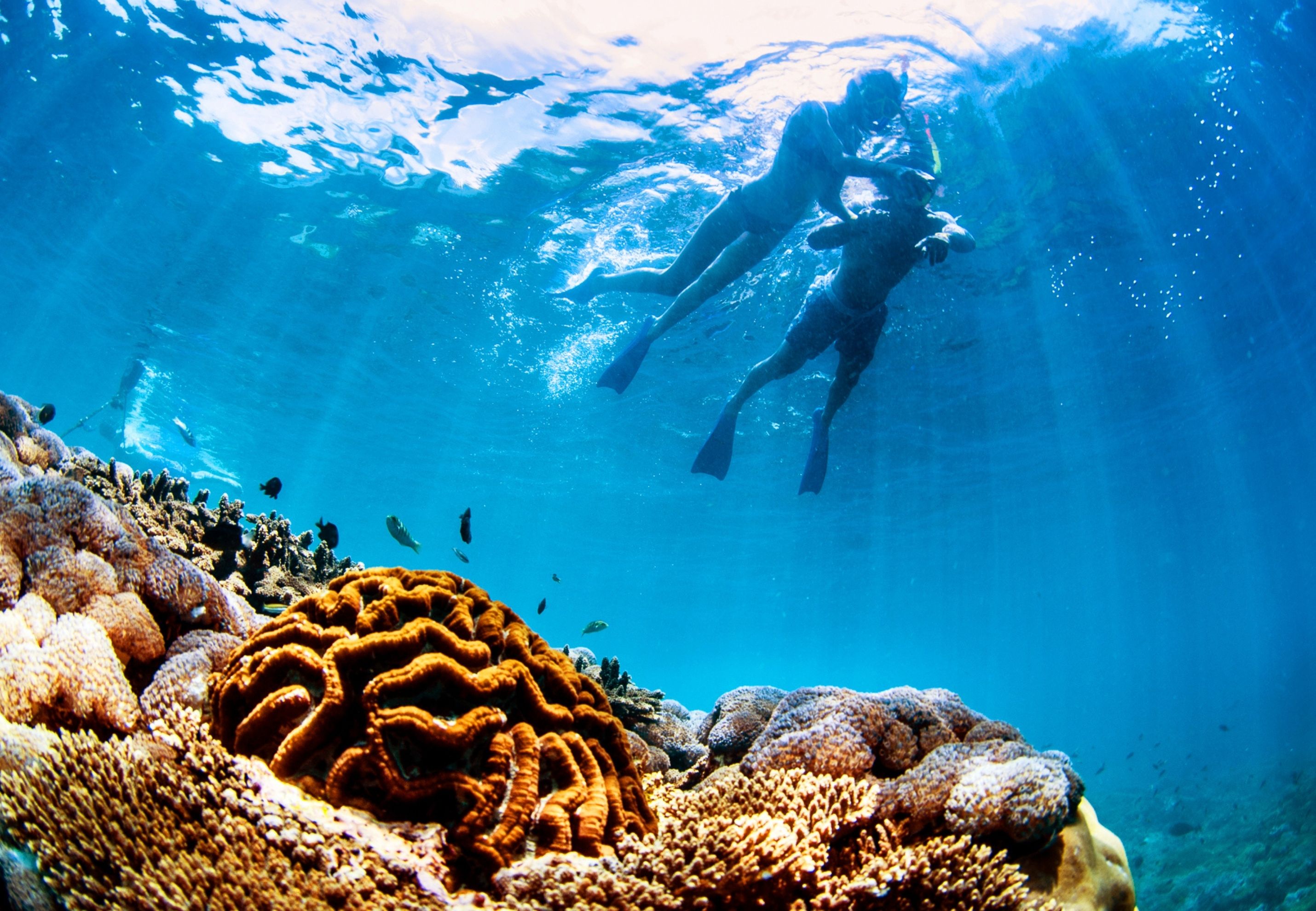 在倫邦岸島充滿活力的珊瑚礁上浮潛