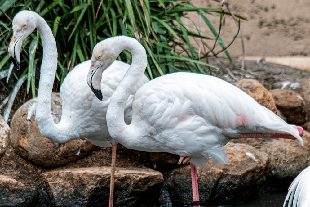 開普敦鳥類世界野生動物保護區 & 猴子樂園門票