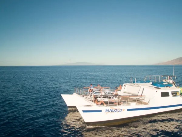 Cruising Maui’s coast with giants of the ocean