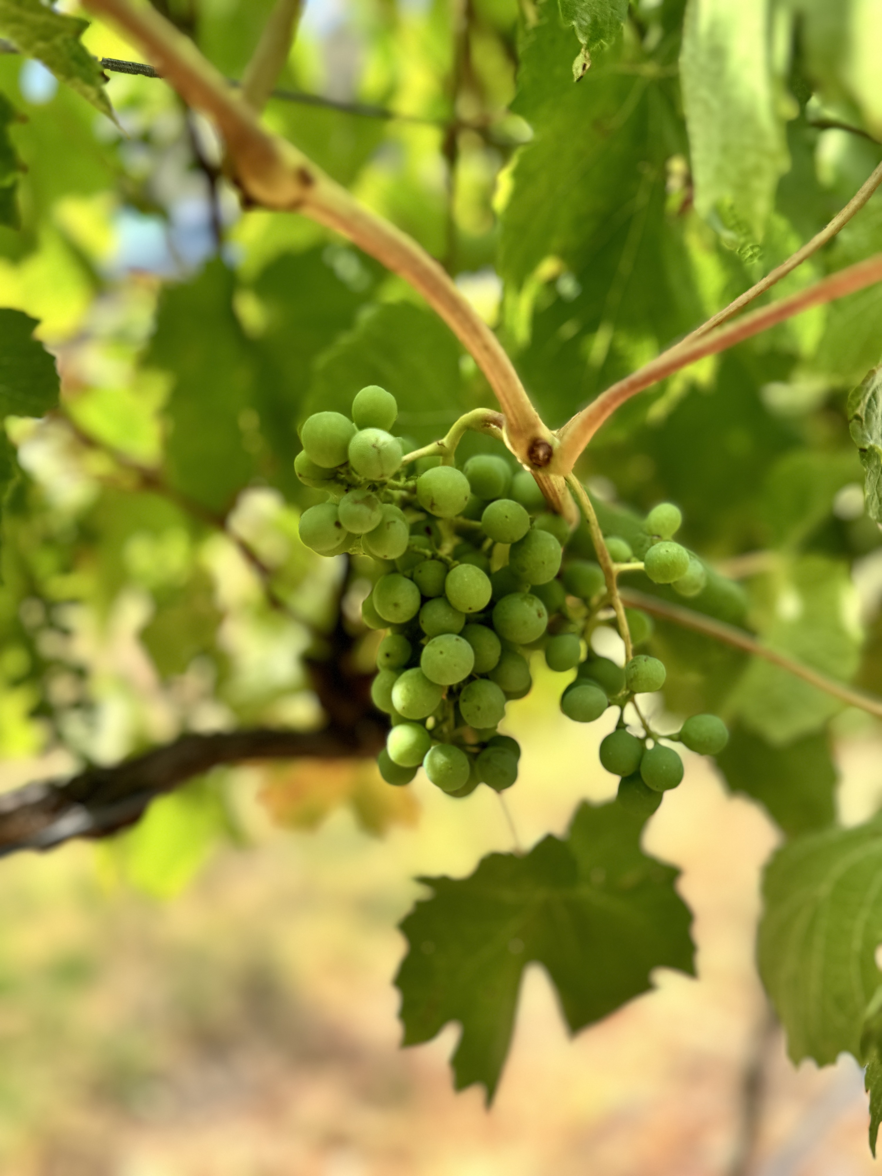 Private Mornington Peninsula & Winery Tour in Melbourne