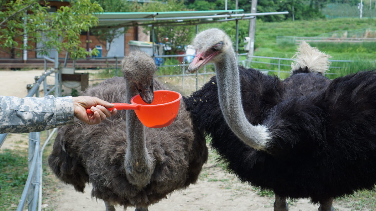 這裡的風景純樸自然，步調悠閒，非常適合喜歡寧靜鄉村風光的旅客。