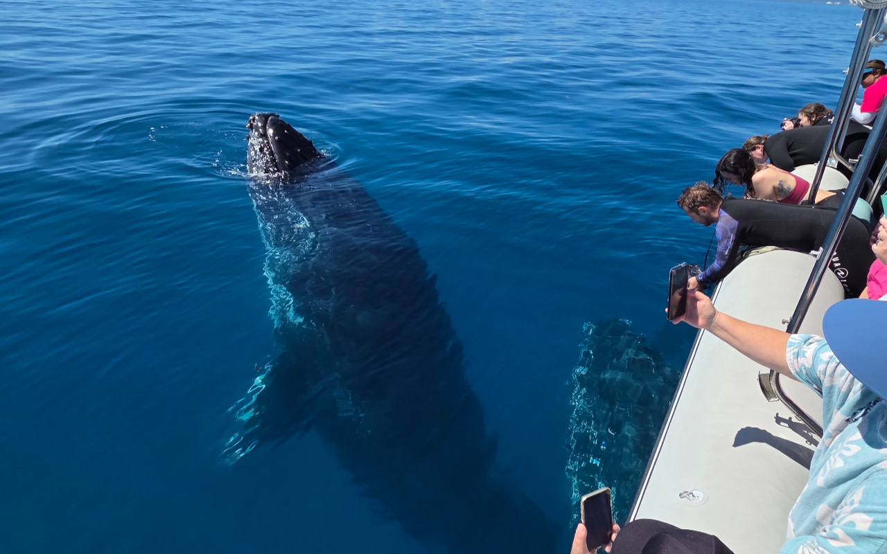 Early Season Whale Watching Experience in Hervey Bay