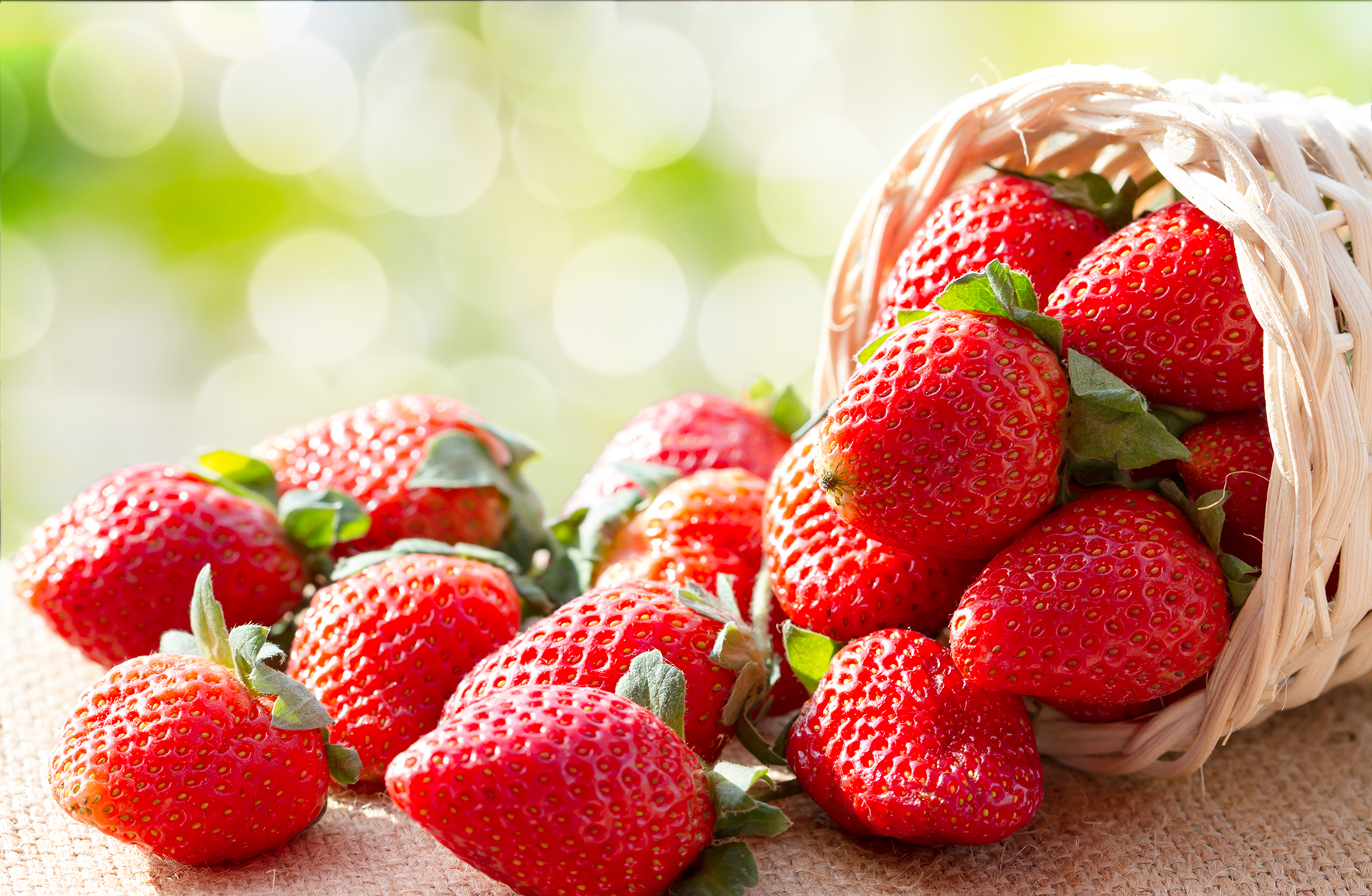 [Tochigi] Ashikaga Flower Park & Strawberries Picking Tour from Tokyo