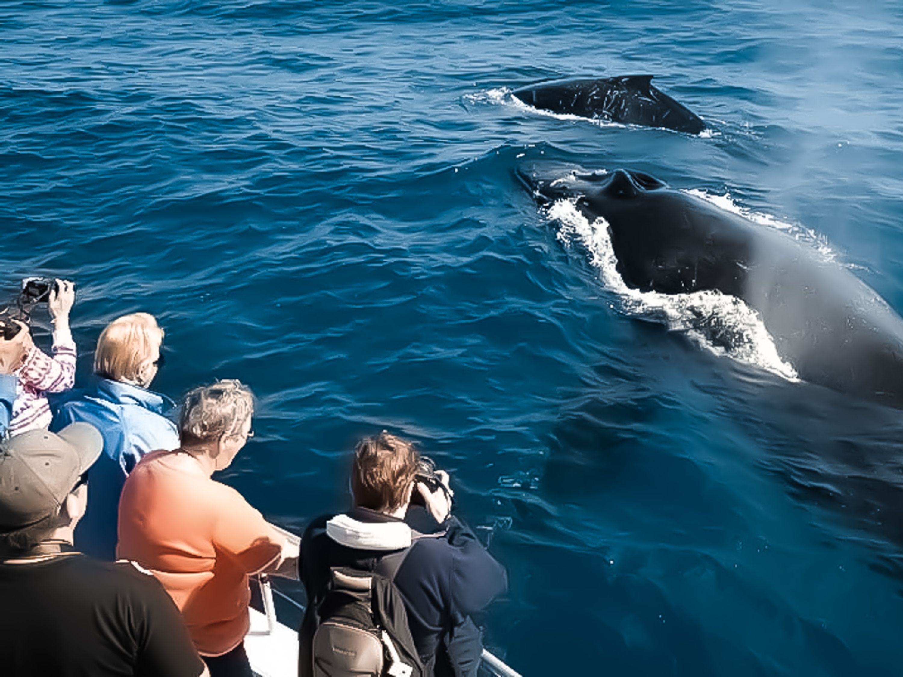 Waikiki Whale Watching Experience in Hawaii
