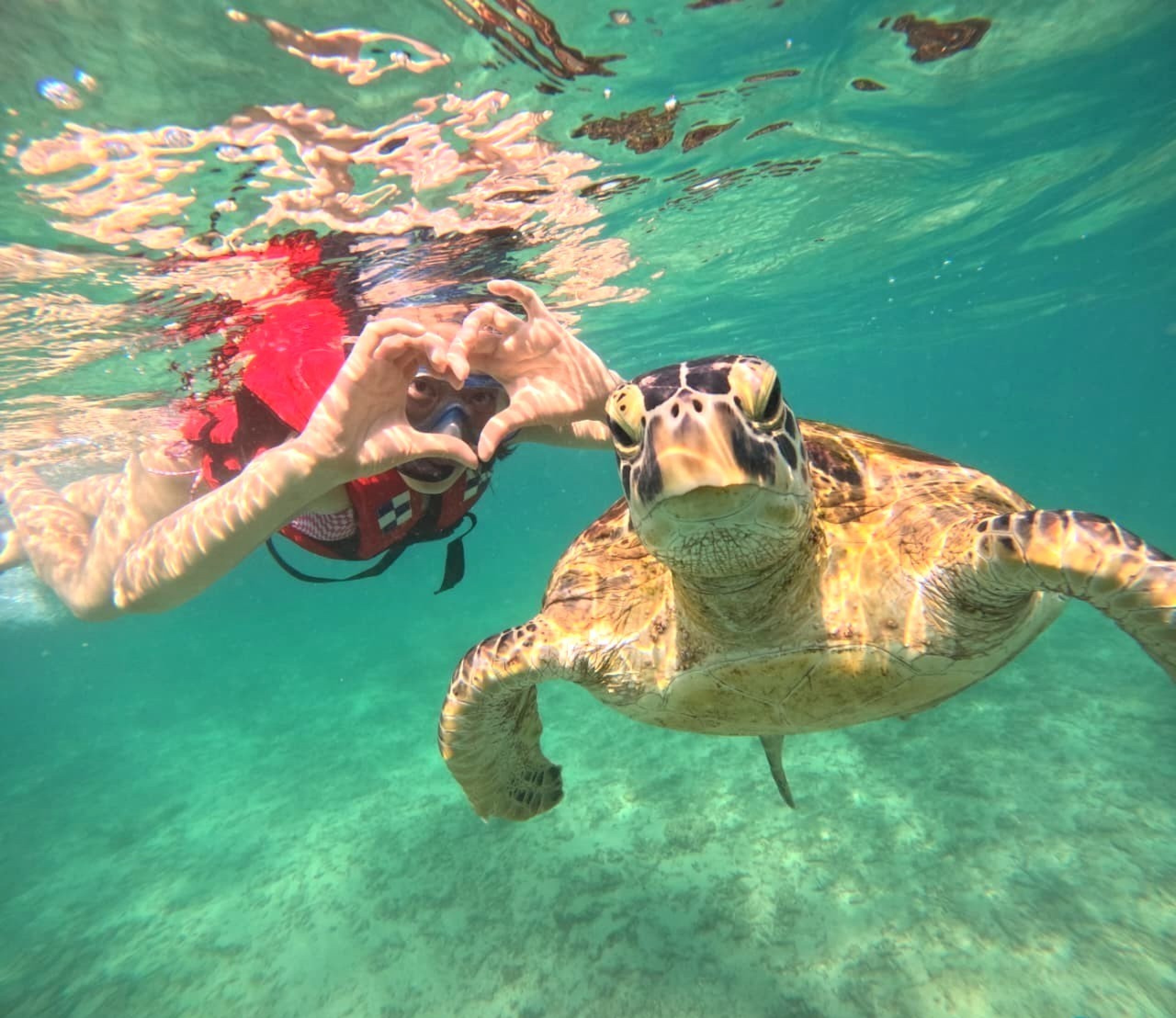 Mirissa Unforgettable Snorkeling Experience with Turtles