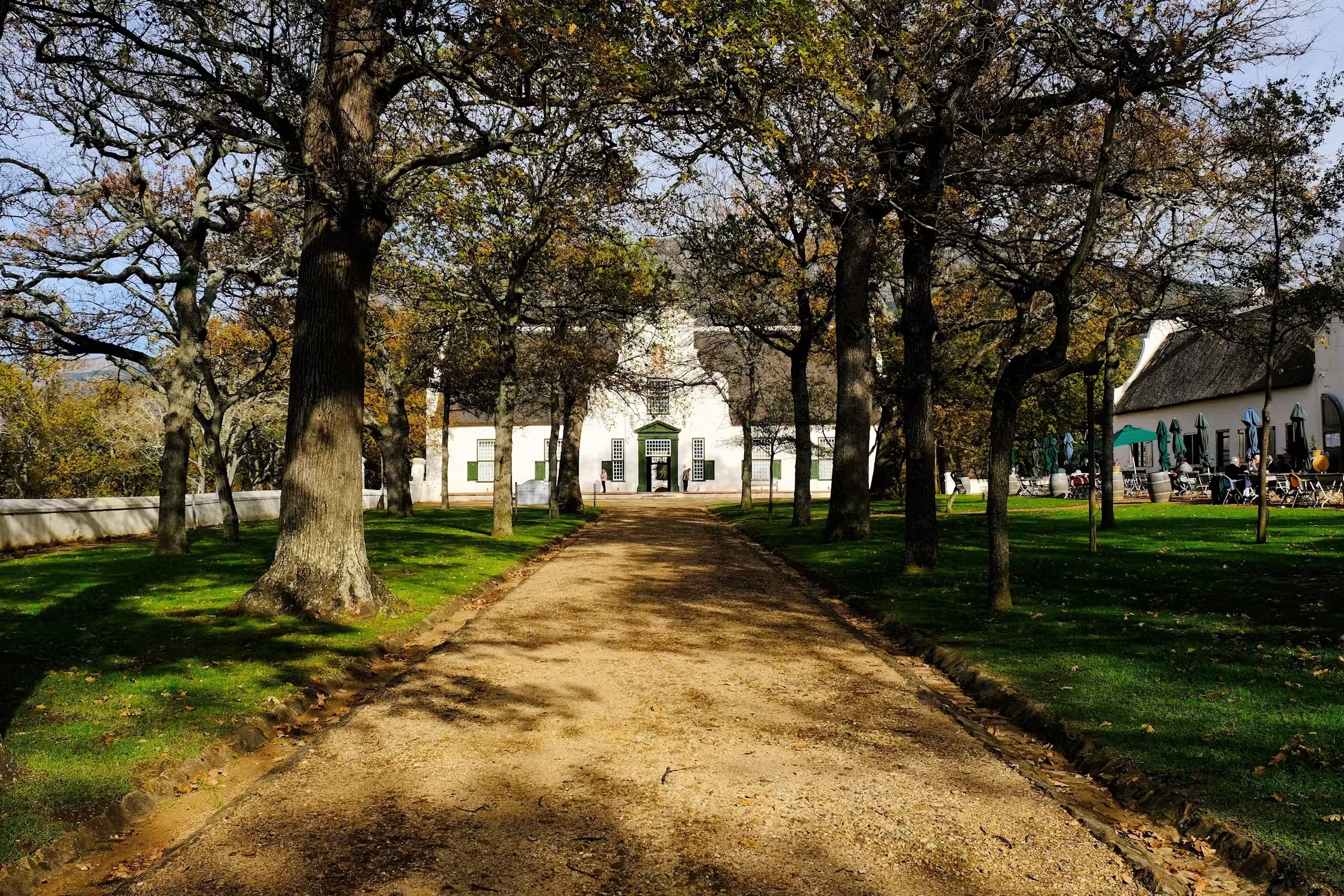 探索風景如畫的葡萄園，以桌山為背景