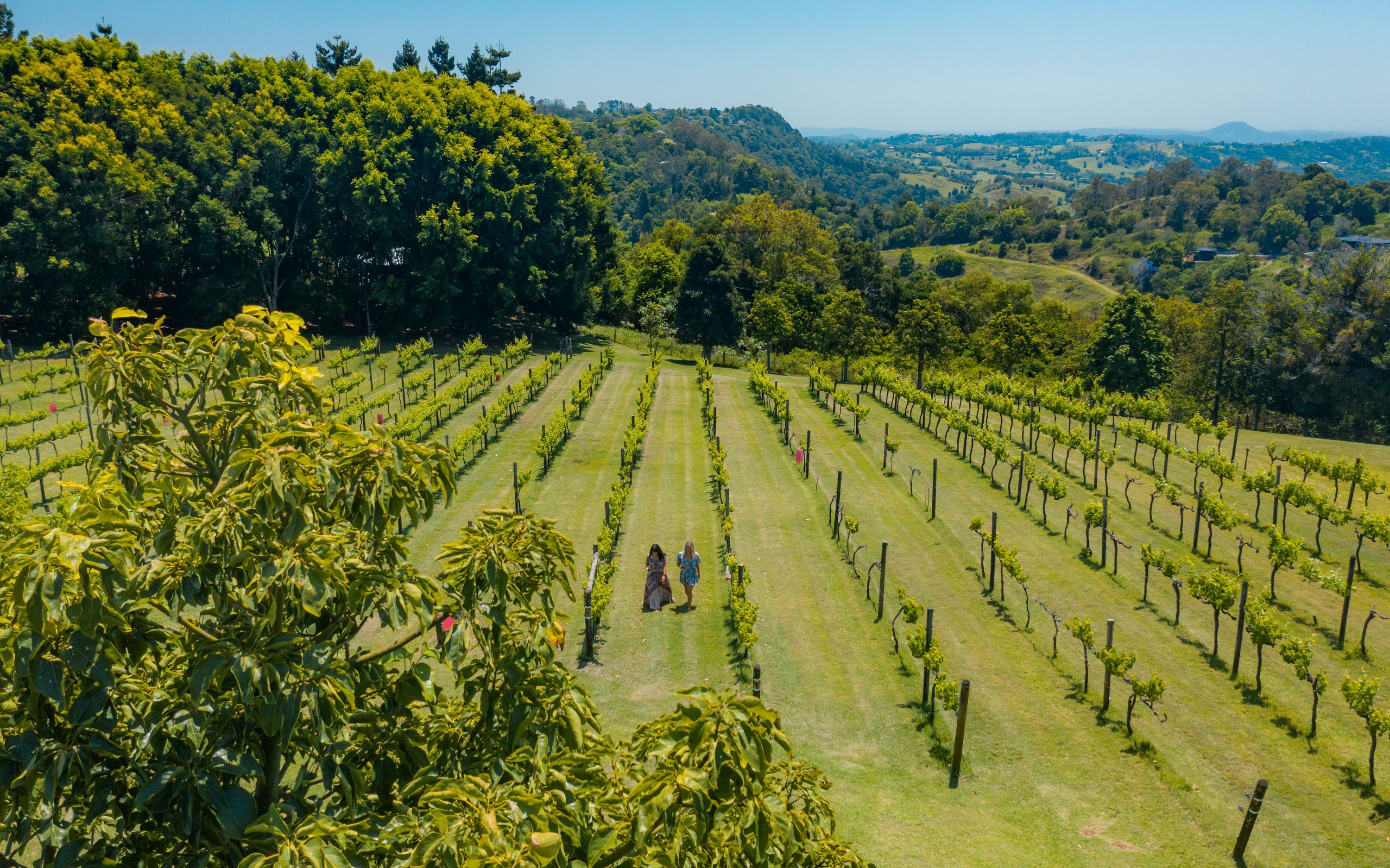 Hinterland Cheese And Wine Tour in Sunshine Coast