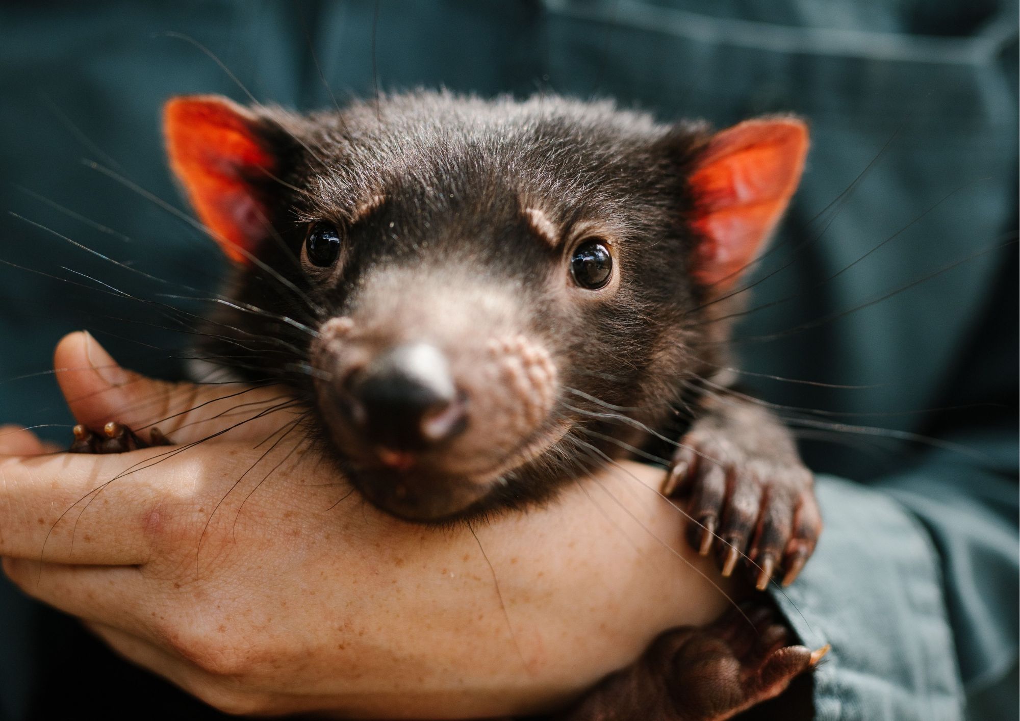 4 Day Bundle - Hobart, Port Arthur, Bruny, Hastings and Tahune
