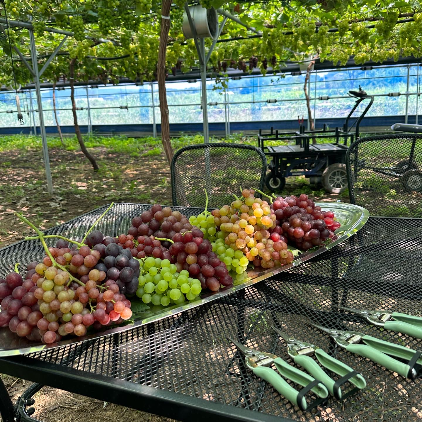 Vineyard Tour in Yongin: Organic Grape Harvest & Tasting Picnic