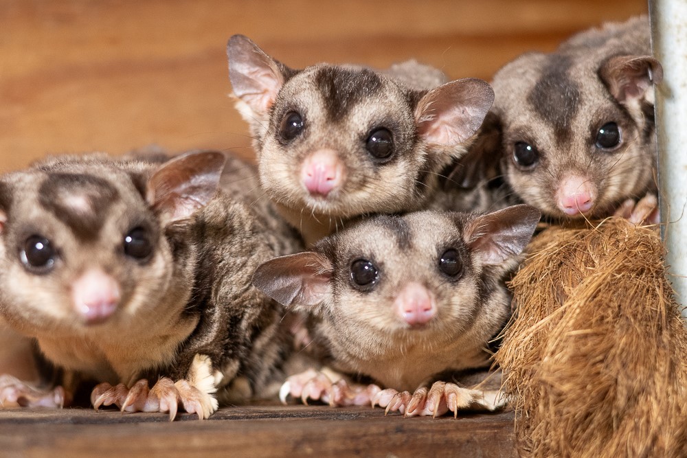 Squirrel Glider Encounter at Ranger Red's Zoo