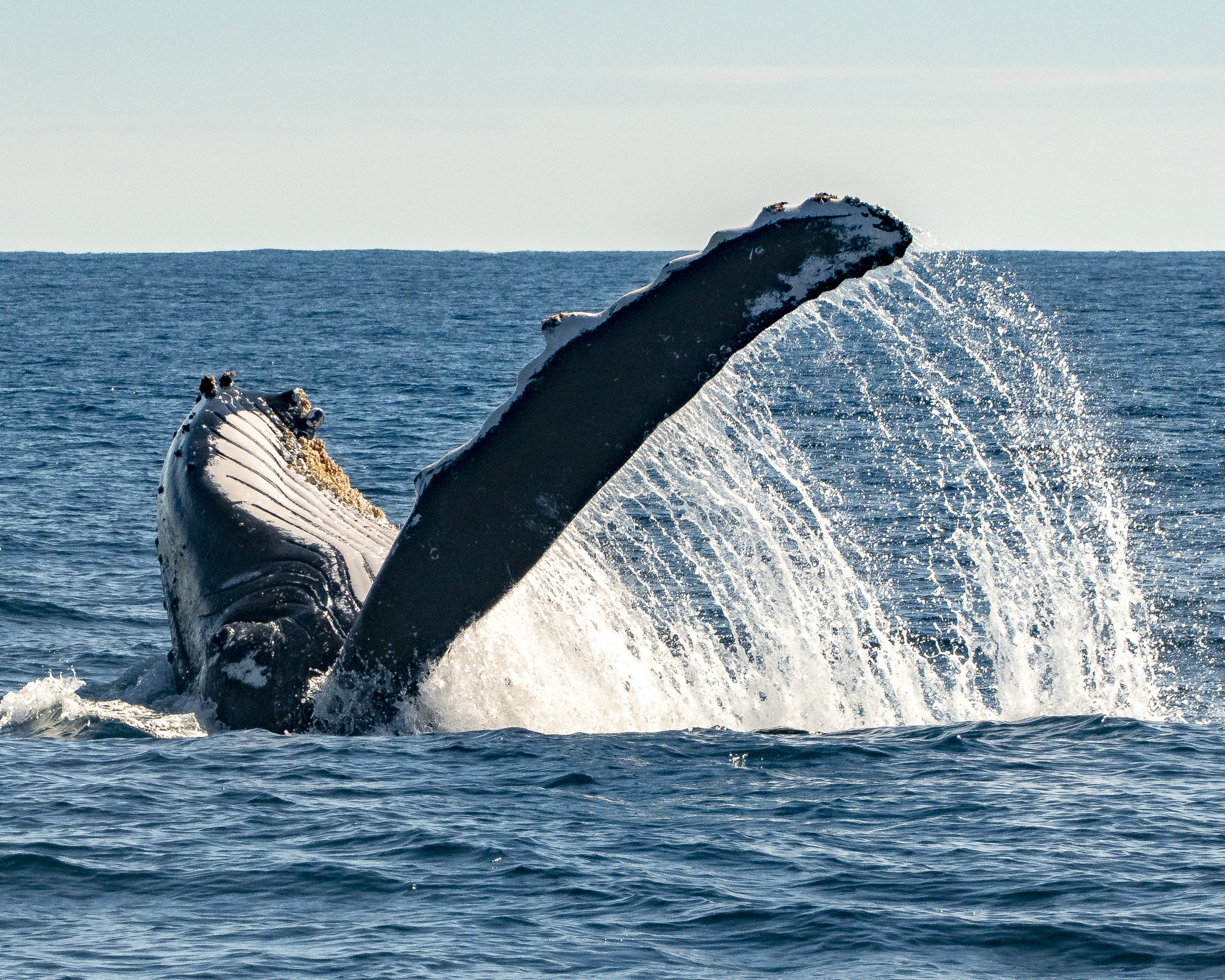 Whale Watching in Sydney 