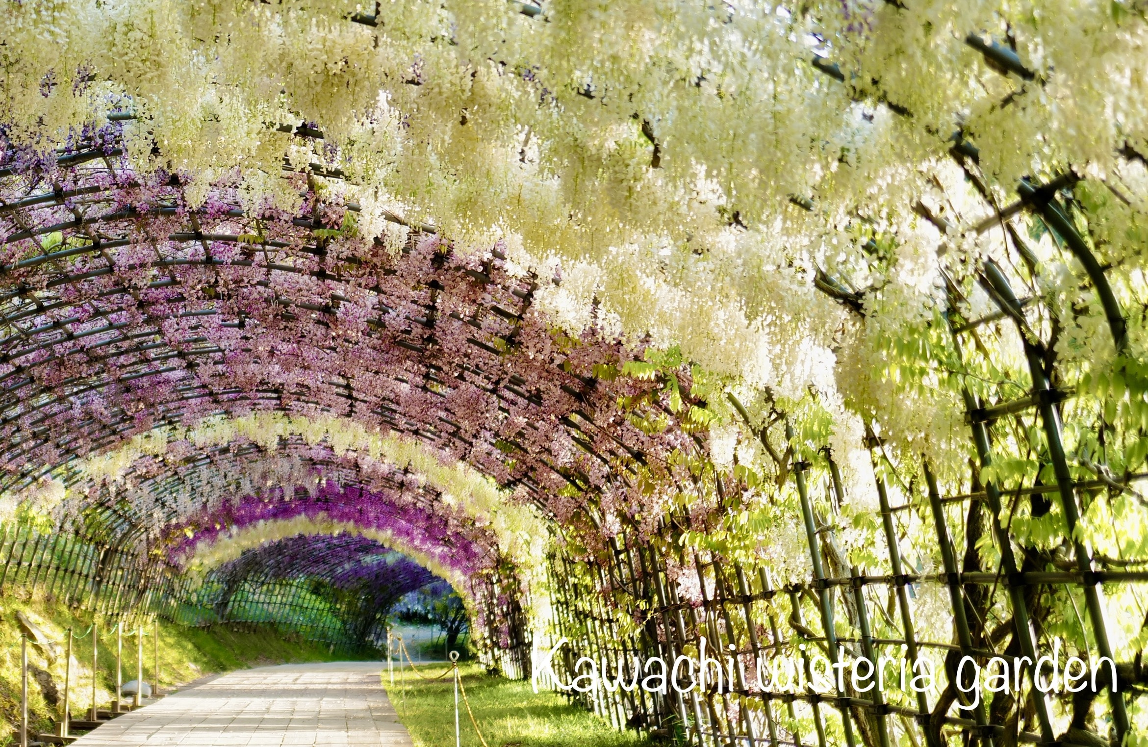 [Fukuoka] Kawachi Wisteria Garden Physical Ticket（pick up at Fukuoka