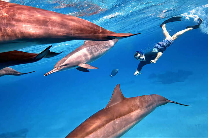 Port ghalib : Sha’ab Samadi Dolphin House Snorkeling with lunch