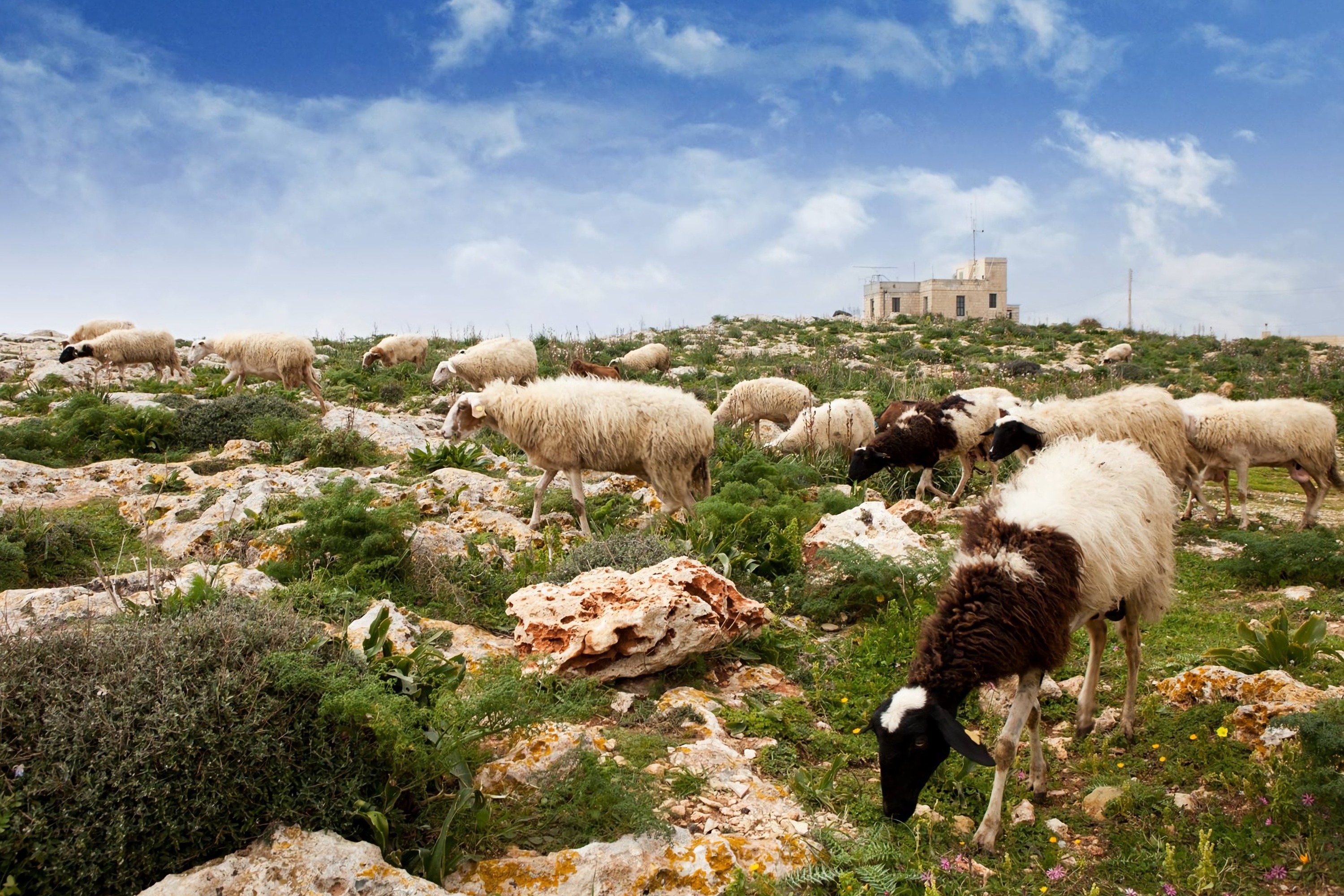 姆迪納（Mdina）& 丁利懸崖（Dingli Cliffs）& 聖安東尼奧植物園（San Anton Botanical Gardens）之旅