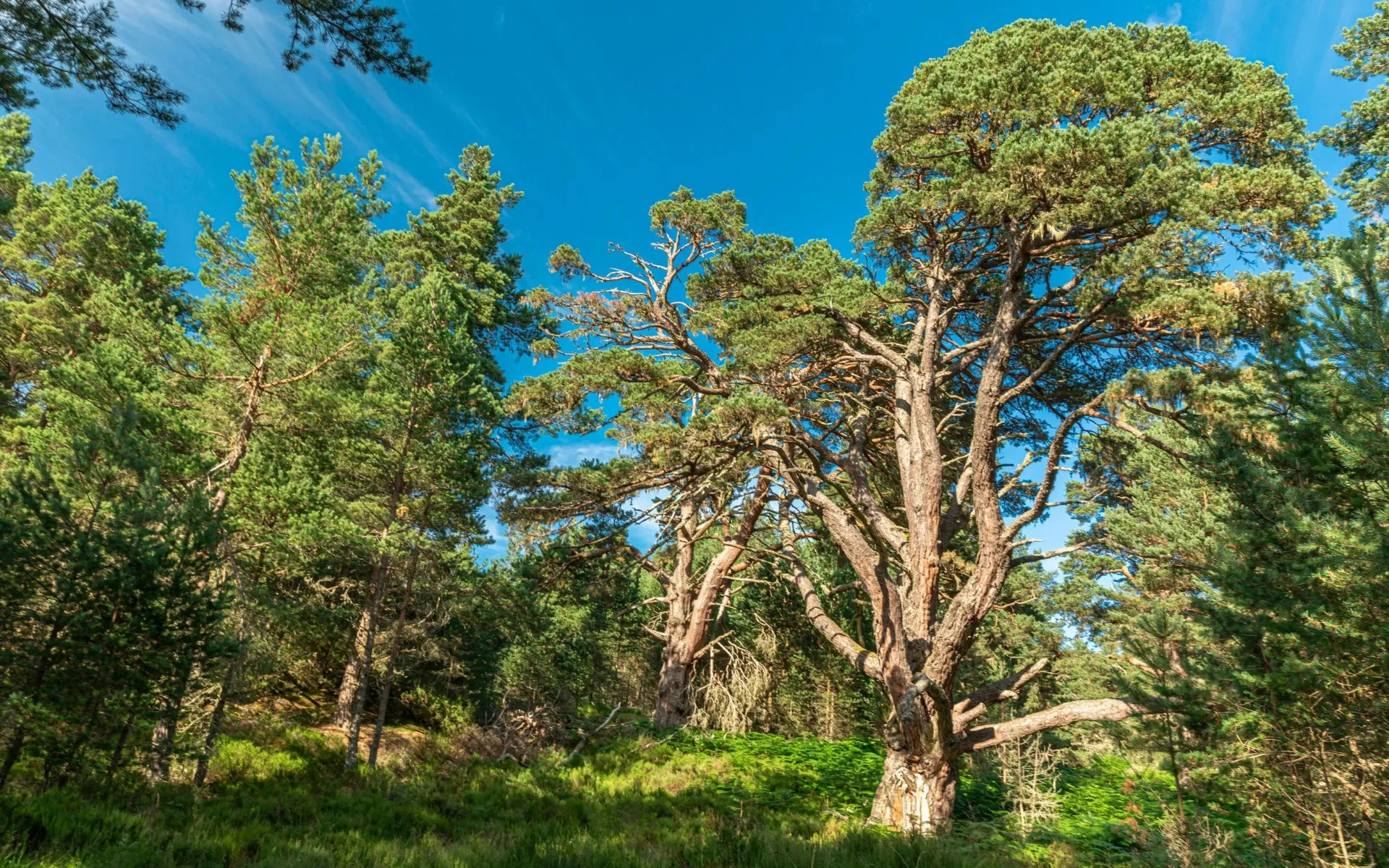 Scottish Highlands Day Tour with Cairngorms Hike from Edinburgh