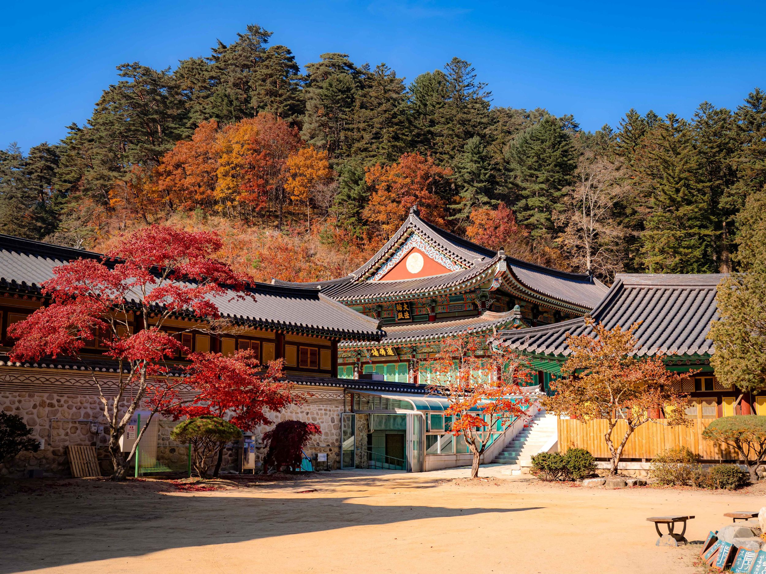This fir tree trail is pure magic, and the serene beauty of Woljeongsa Temple is a perfect reward.