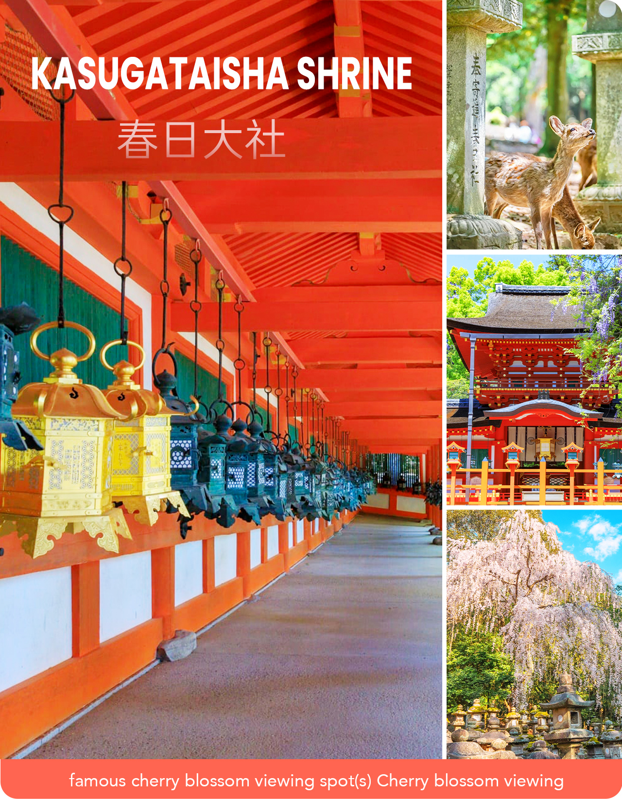 春日大社-神使小鹿與三千盞燈籠,見證源自奈良時代的信仰 春日大社-神使小鹿與三千盞燈籠,見證源自奈良時代的信仰